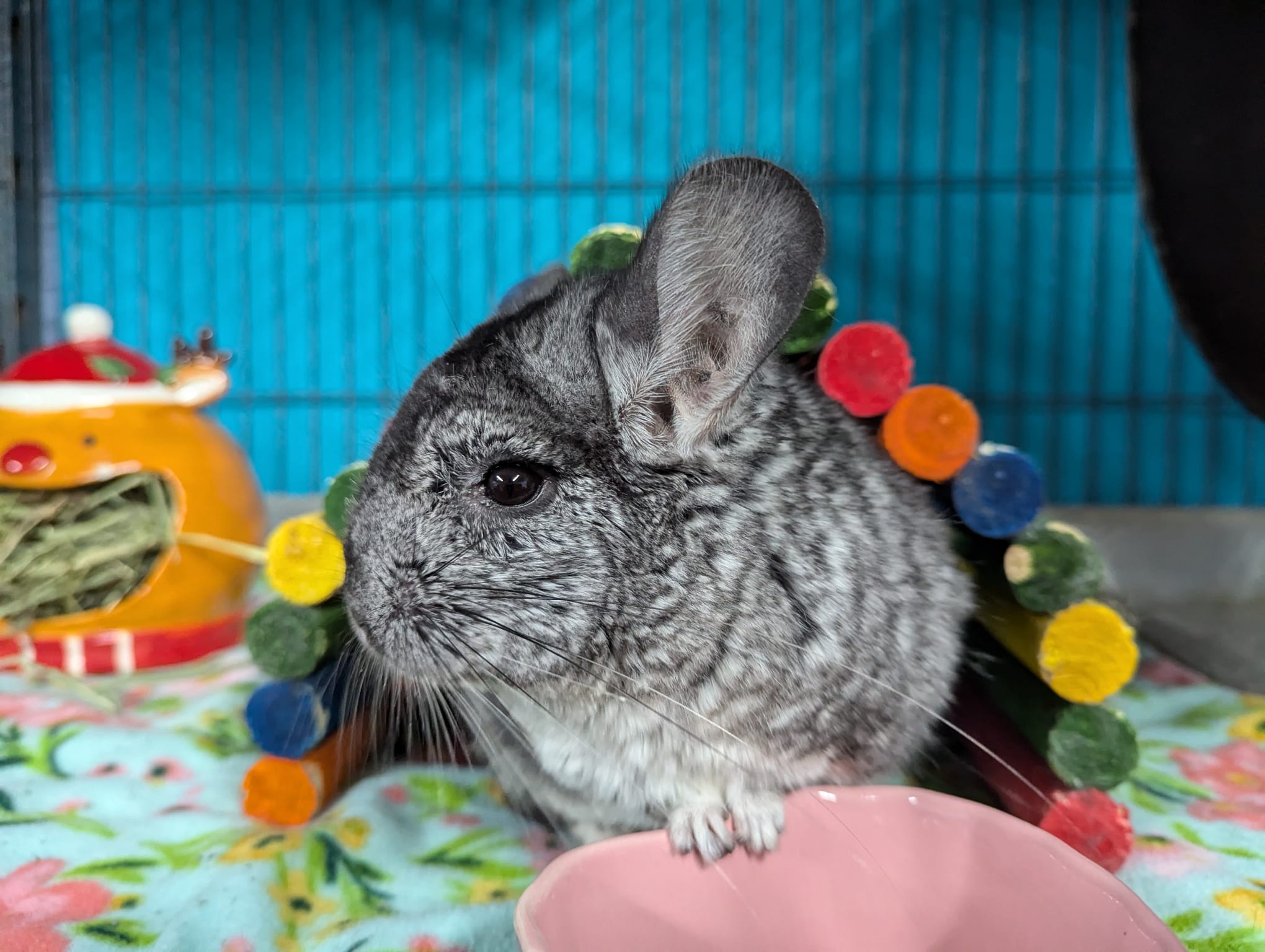 Chinchilla for adoption Juniper, a Chinchilla in Montclair, CA
