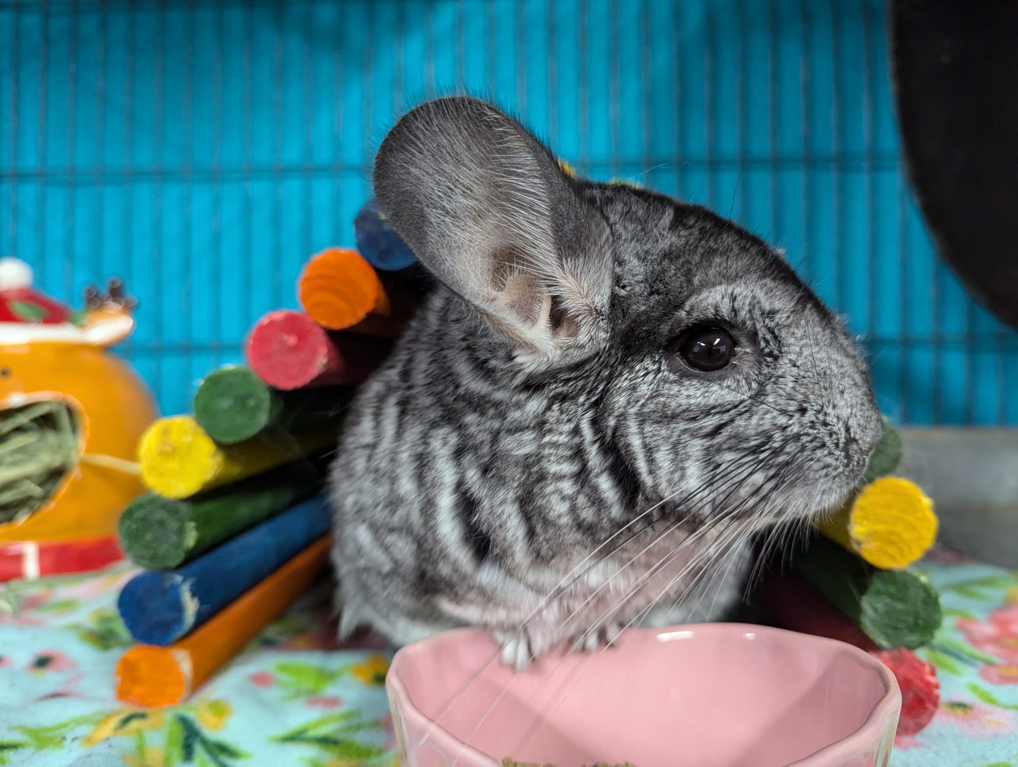 Chinchilla for adoption Juniper, a Chinchilla in Montclair, CA