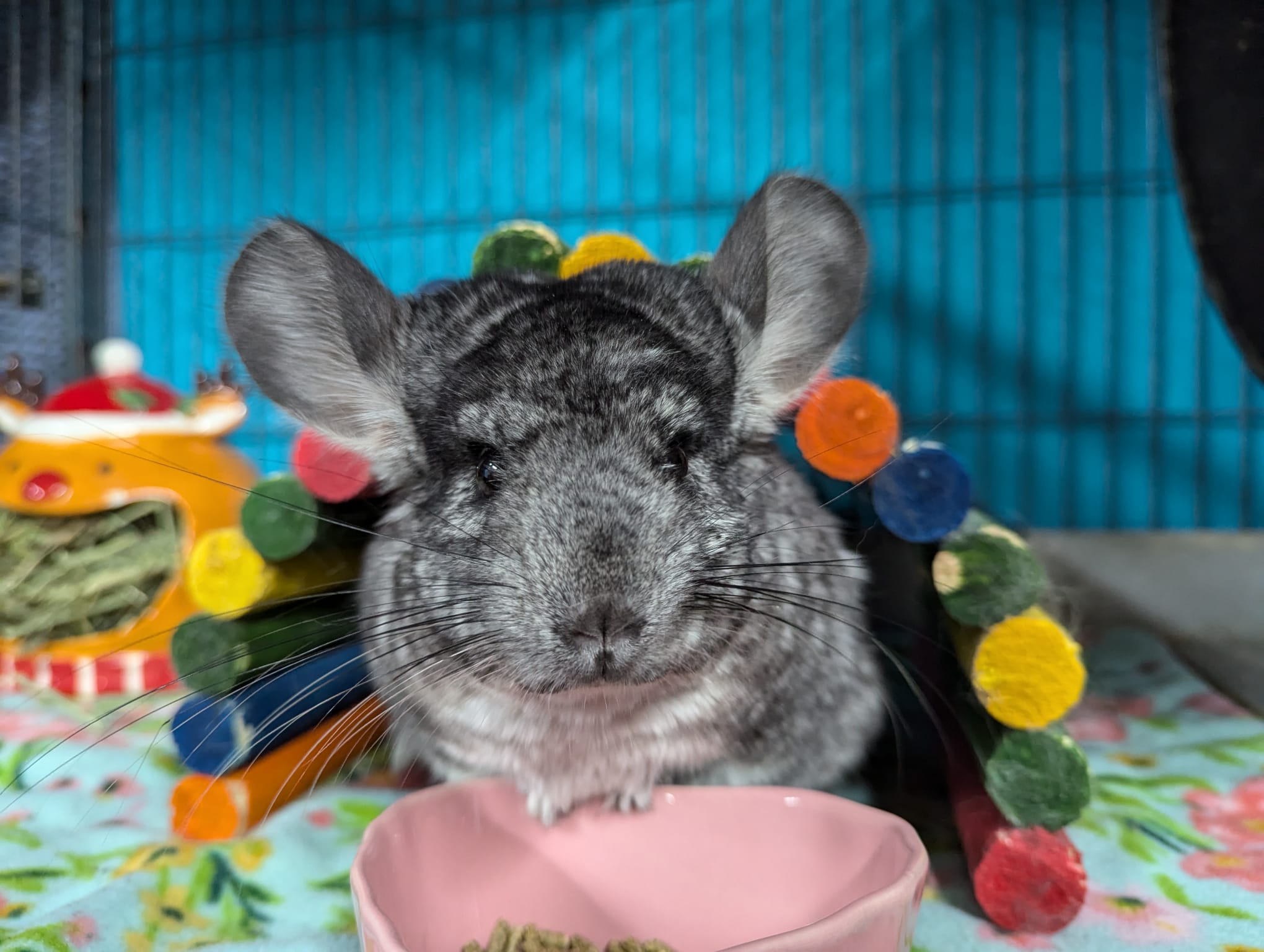 Chinchilla for adoption Juniper, a Chinchilla in Montclair, CA