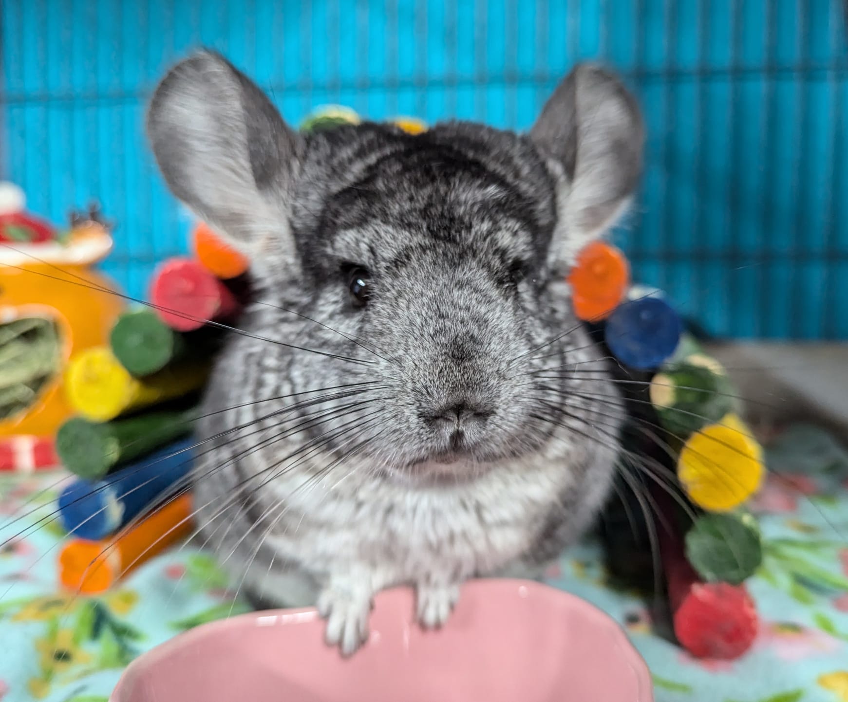 Chinchilla for adoption Juniper, a Chinchilla in Montclair, CA