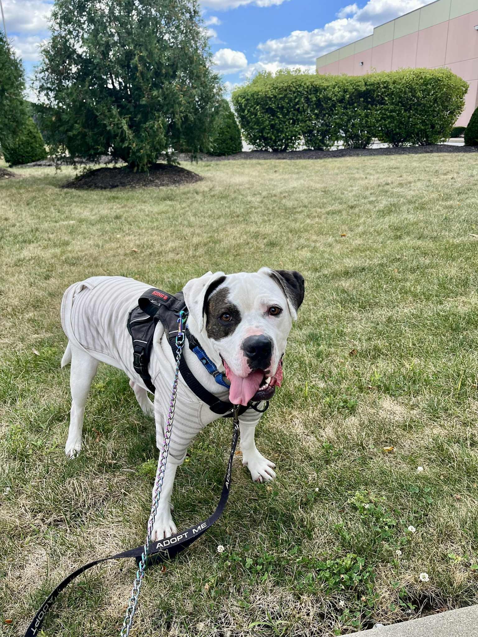 Baxter aka Bob, Adoptable, Adult Male American Bulldog.