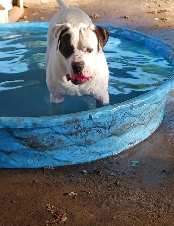 Baxter aka Bob, a Adoptable mixed breed in Speedway, IN image 2/6