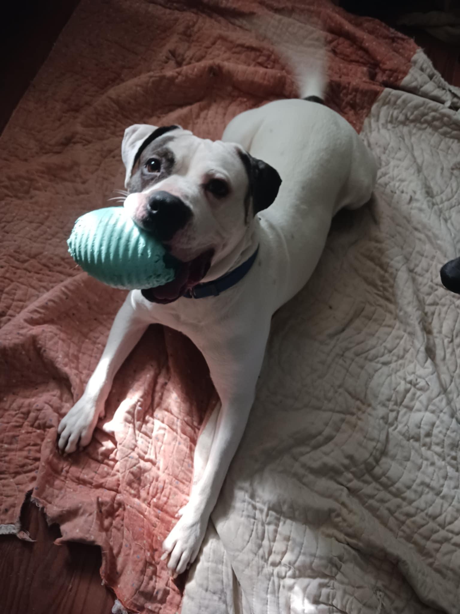 Baxter aka Bob, a Adoptable mixed breed in Speedway, IN image 3/6