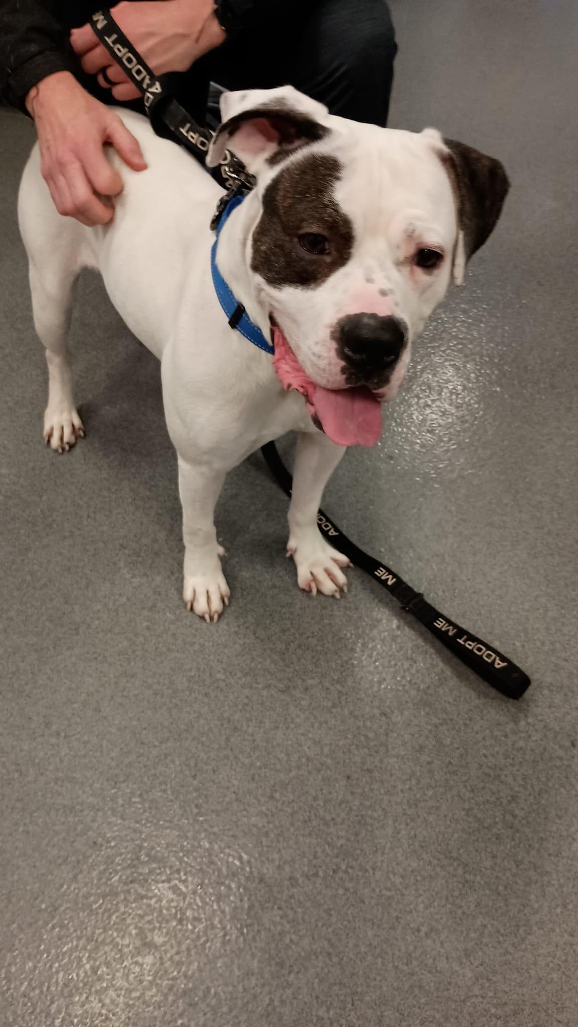 Baxter aka Bob, a Adoptable mixed breed in Speedway, IN image 5/6