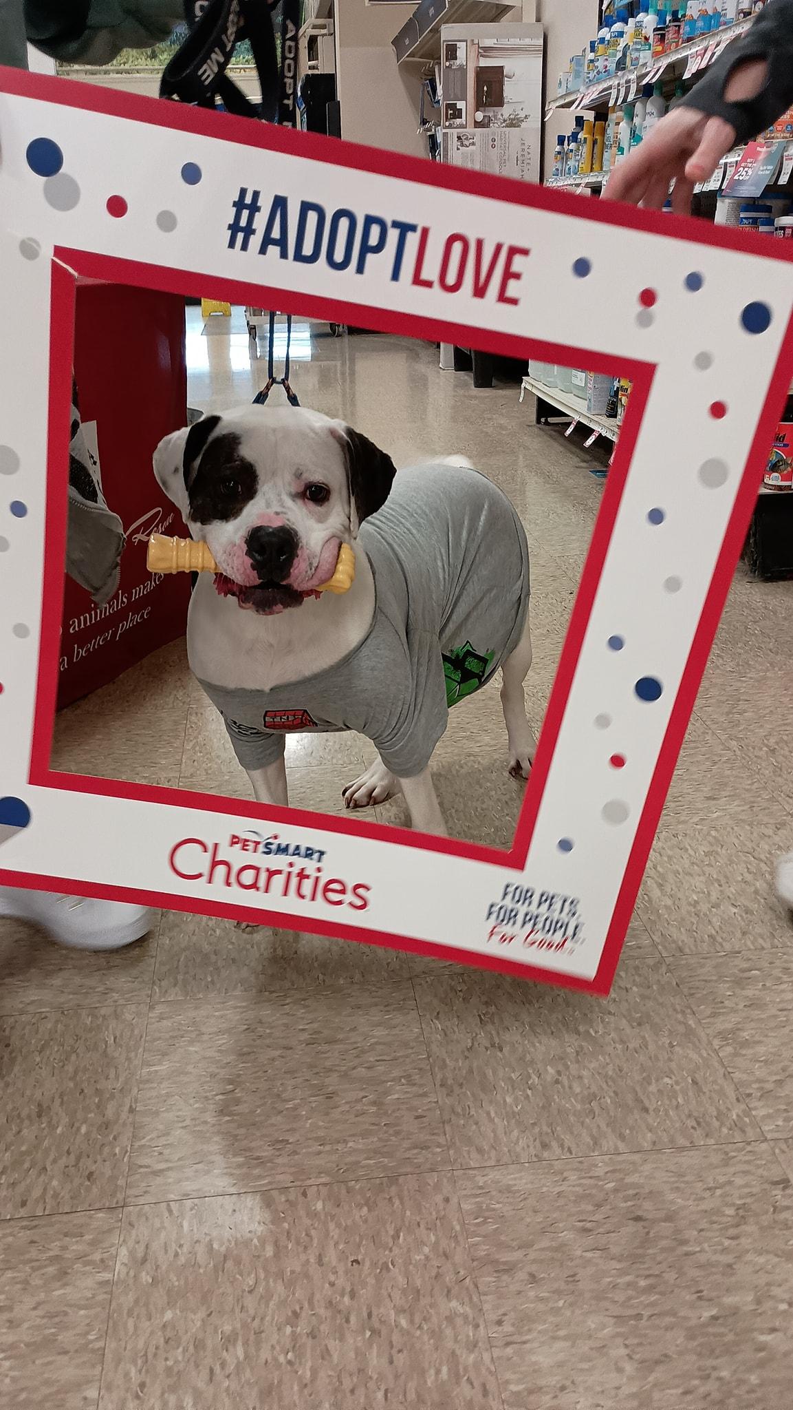 Baxter aka Bob, a Adoptable mixed breed in Speedway, IN image 4/6