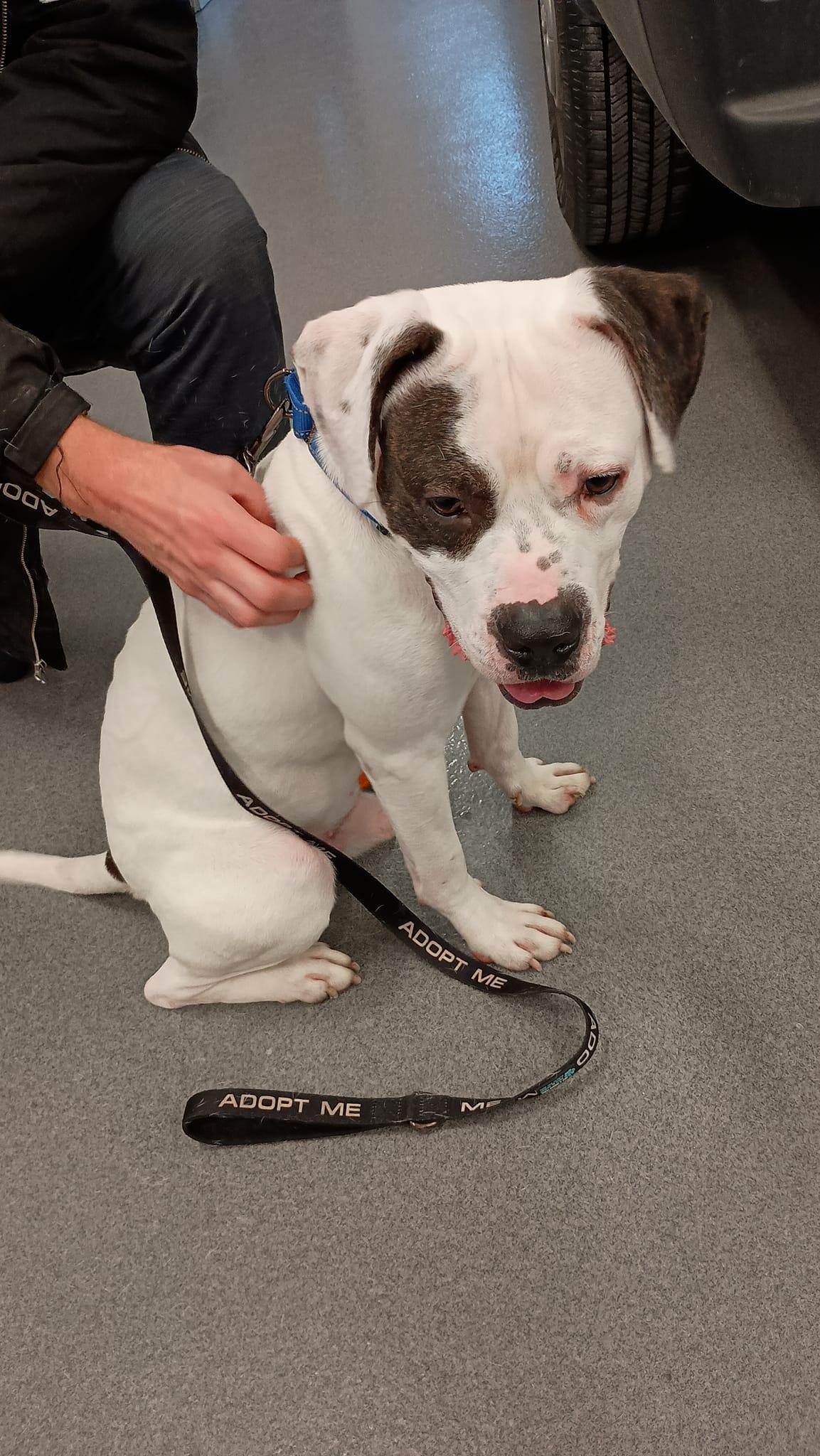 Baxter aka Bob, a Adoptable mixed breed in Speedway, IN image 6/6