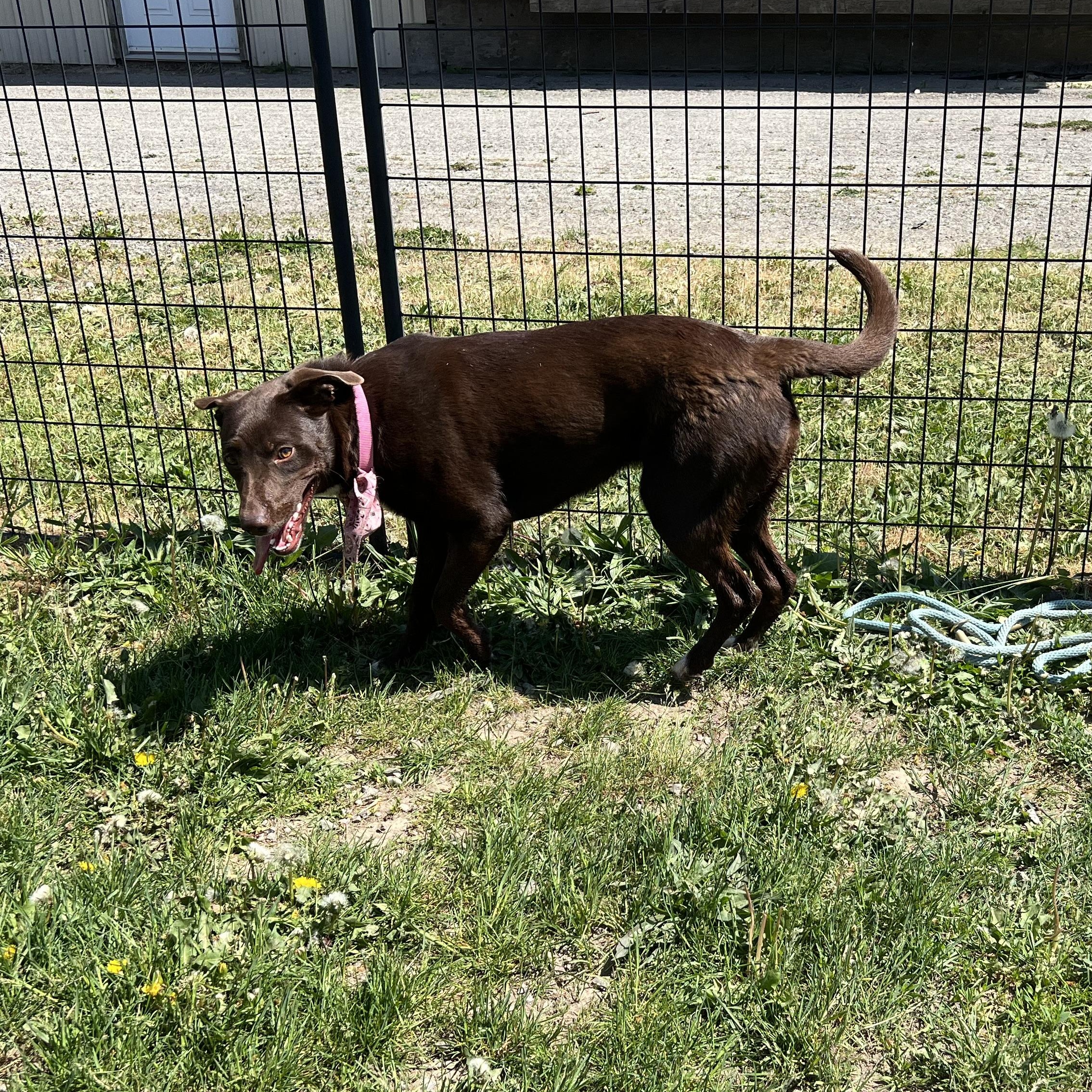 Tater, a ADOPTABLE mixed breed in Bonners Ferry, ID image 4/4