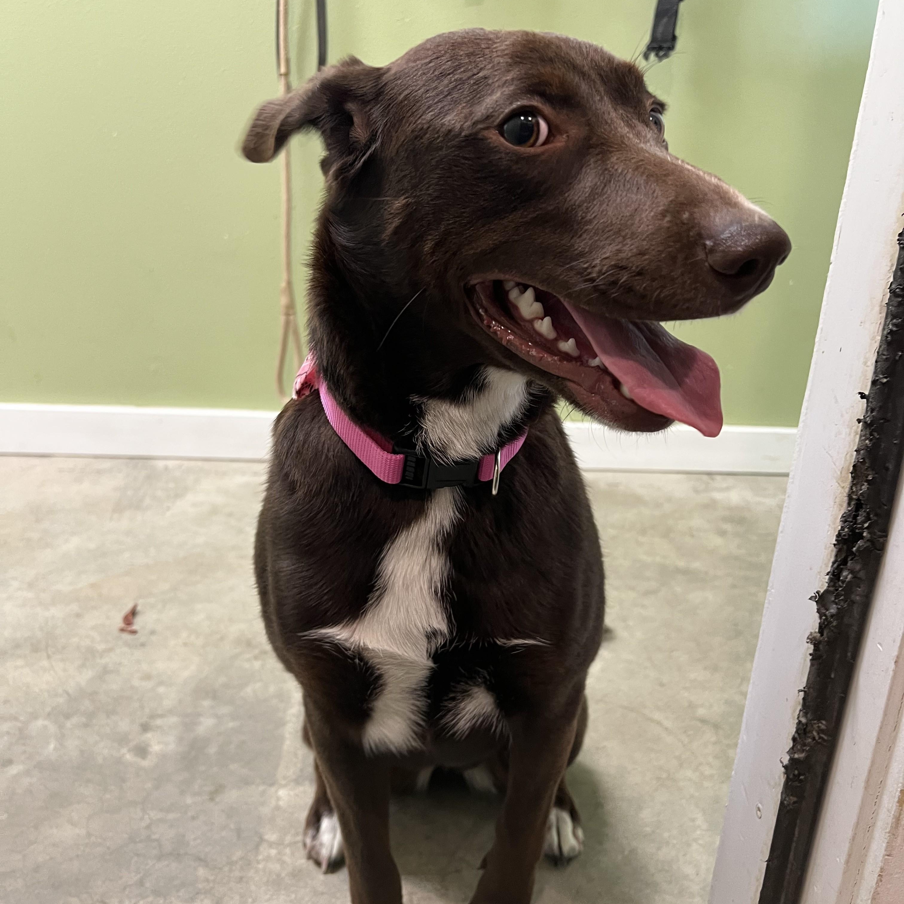Tater, ADOPTABLE, Young Female Chocolate Labrador Retriever & Australian Shepherd.