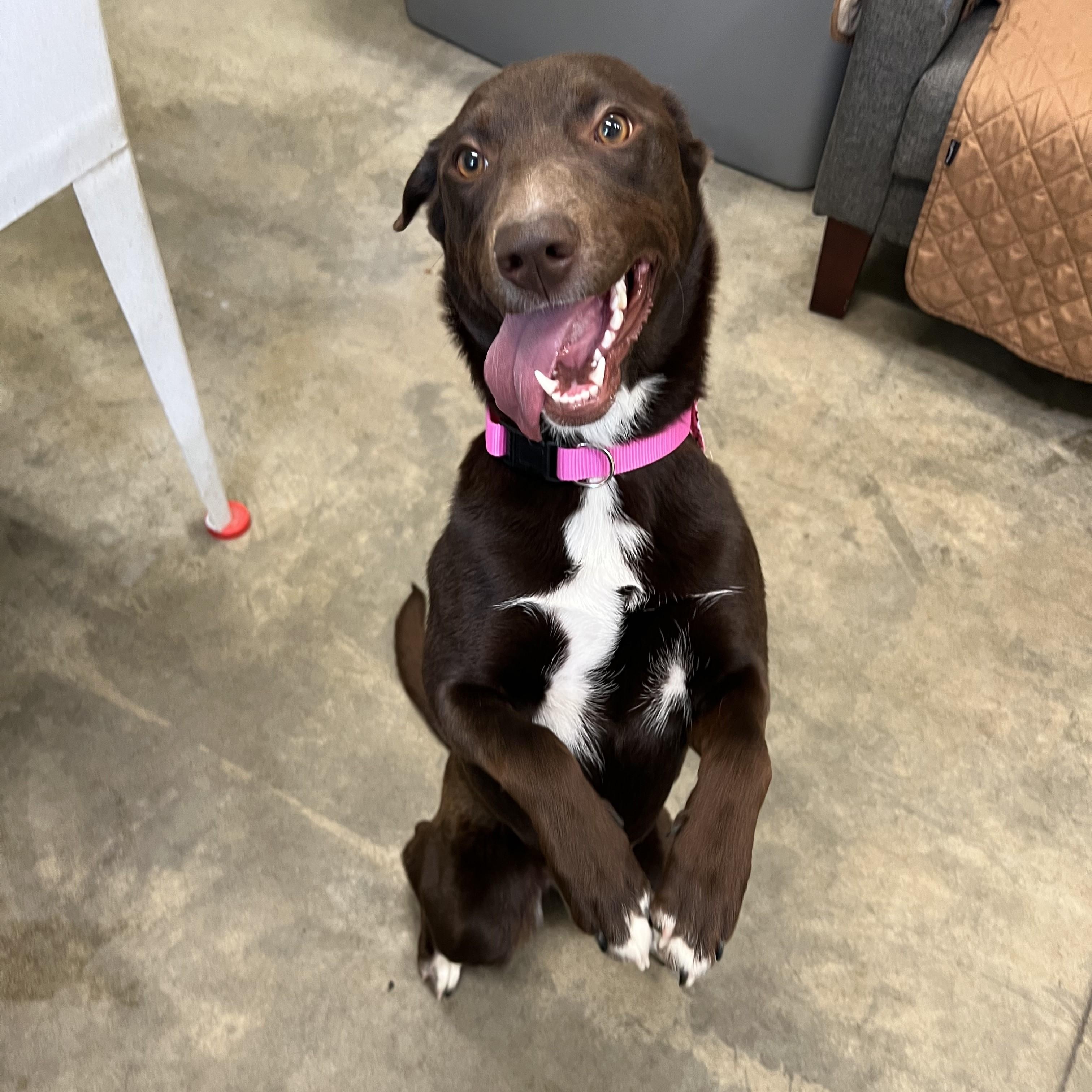 Tater, a ADOPTABLE mixed breed in Bonners Ferry, ID image 3/4