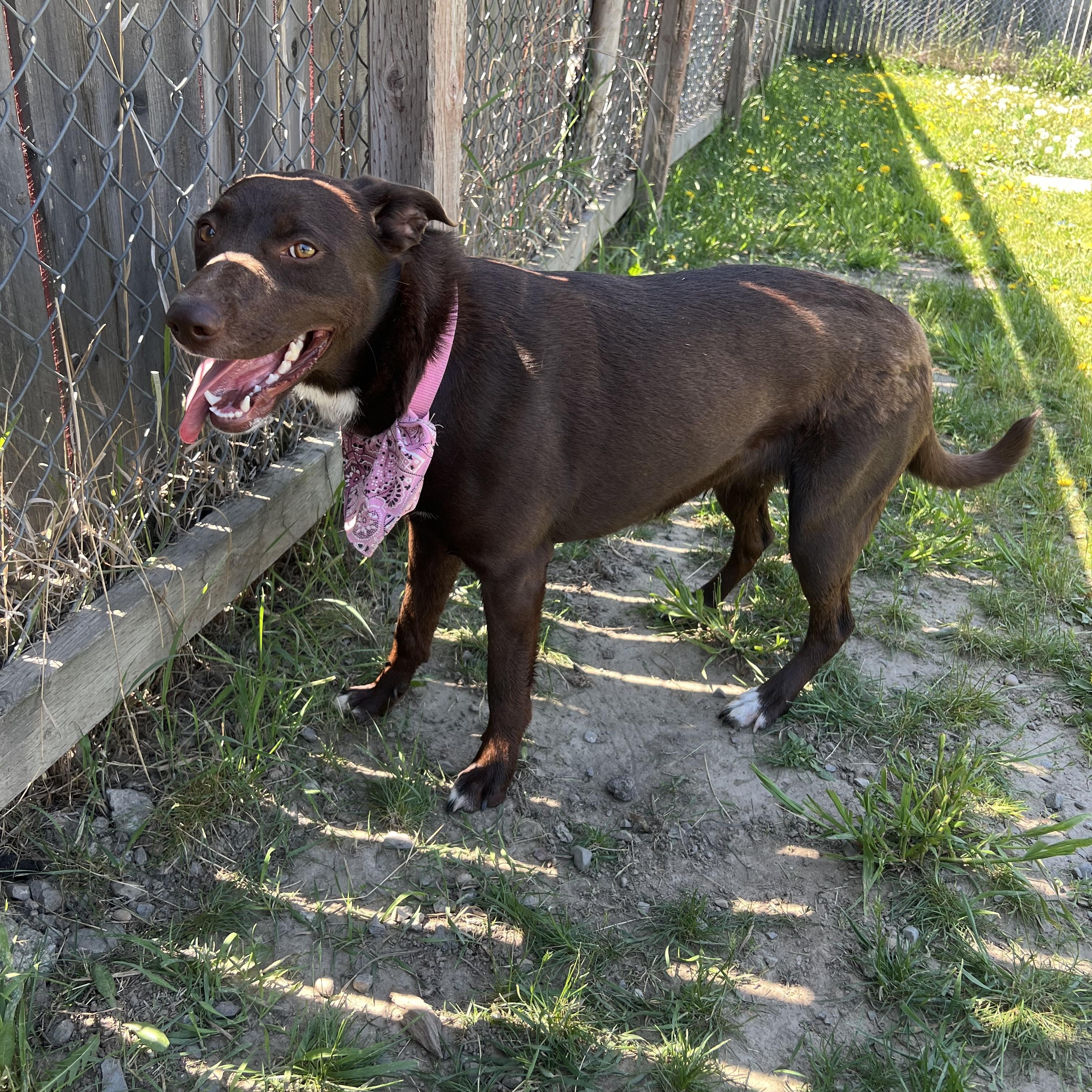 Tater, a ADOPTABLE mixed breed in Bonners Ferry, ID image 2/4