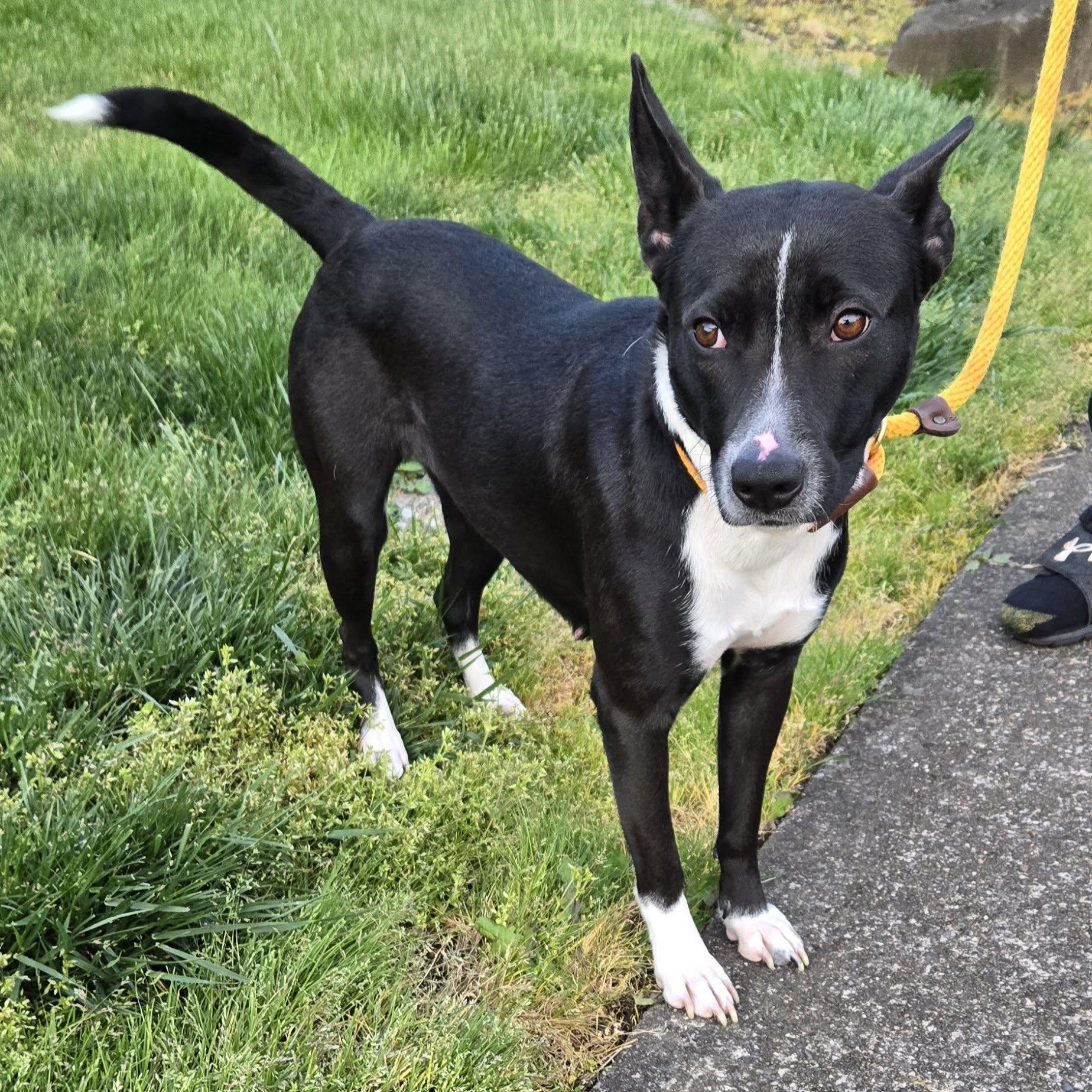 Enlarge Evelyn, a ADOPTABLE mixed breed in Eugene, OR image 1/3