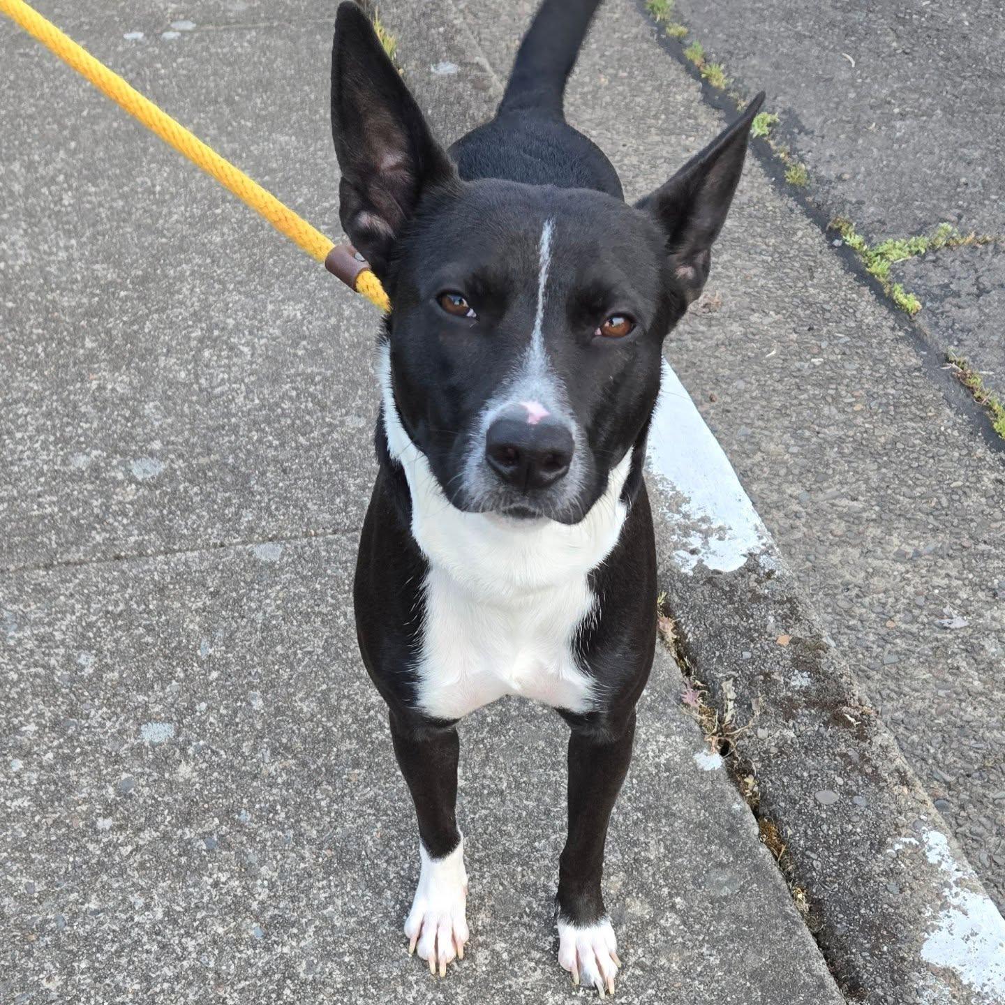 Enlarge Evelyn, a ADOPTABLE mixed breed in Eugene, OR image 3/3