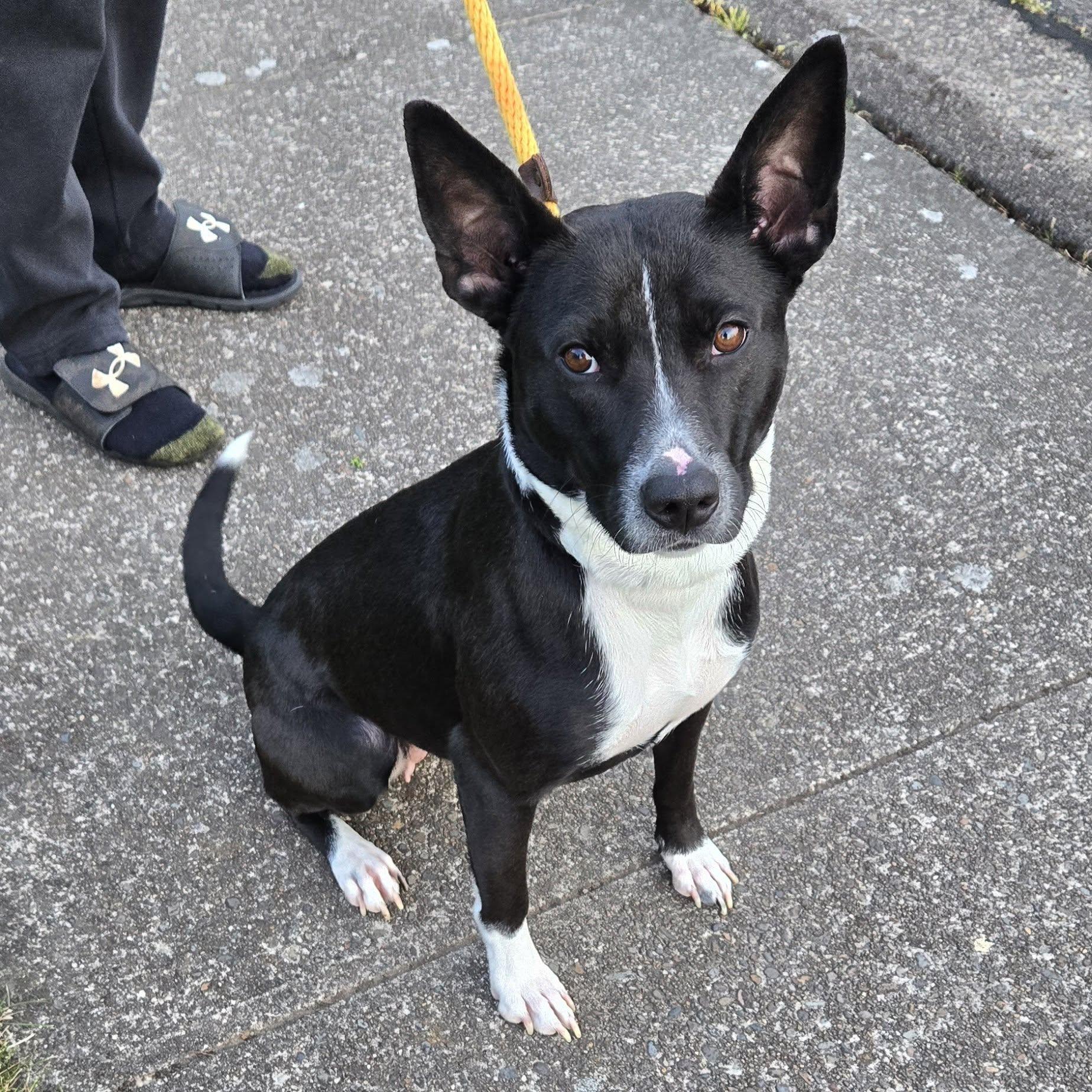 Enlarge Evelyn, a ADOPTABLE mixed breed in Eugene, OR image 2/3