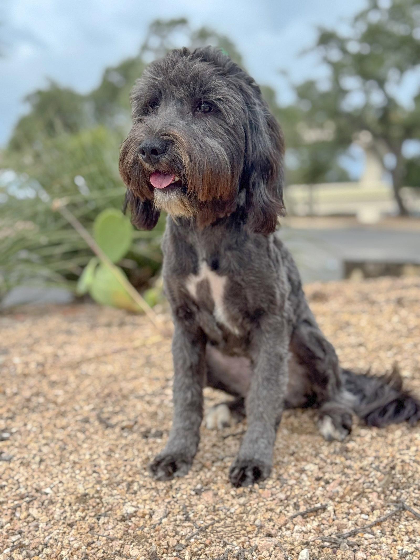 Piper, Adopted, Adult Female Terrier.