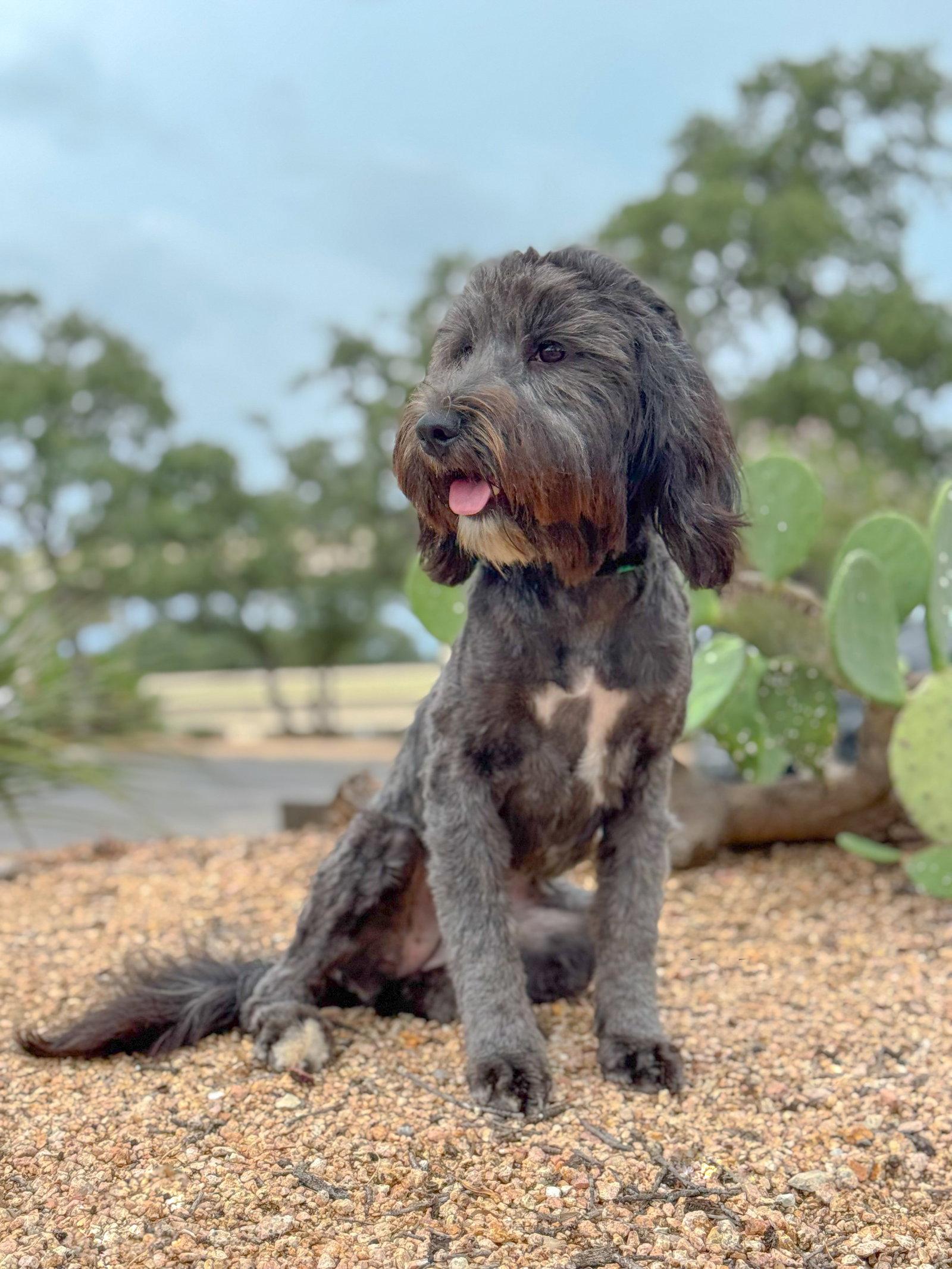 Piper, a Adopted Terrier in Helotes, TX image 2/3