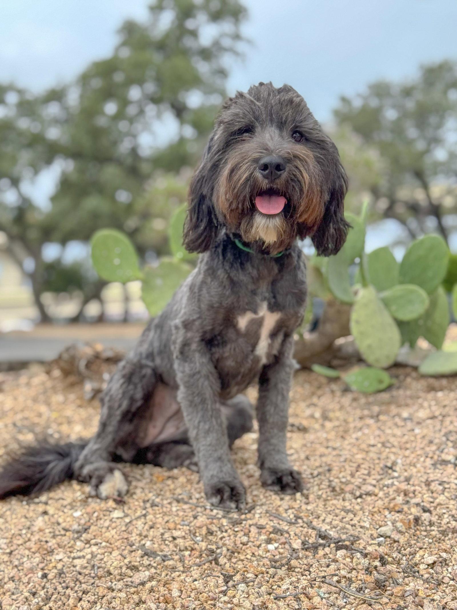 Piper, a Adopted Terrier in Helotes, TX image 3/3