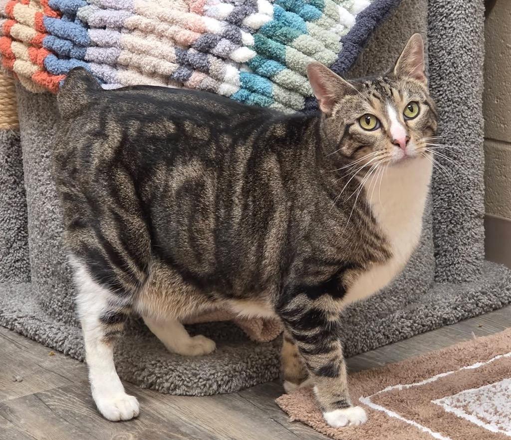 Enlarge Buzz, a Adopted Manx in Liverpool, NY image 1/3