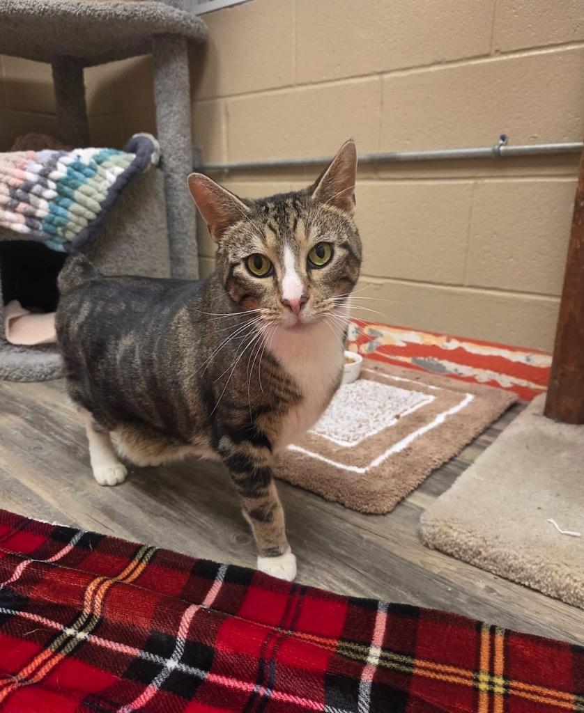 Enlarge Buzz, a Adopted Manx in Liverpool, NY image 2/3