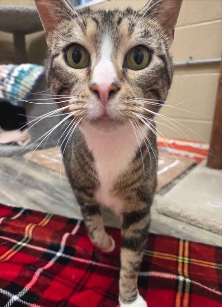 Enlarge Buzz, a Adopted Manx in Liverpool, NY image 3/3