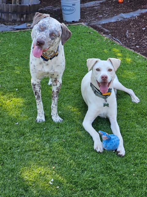 Jax, a Adoptable mixed breed in Turlock, CA image 1/4