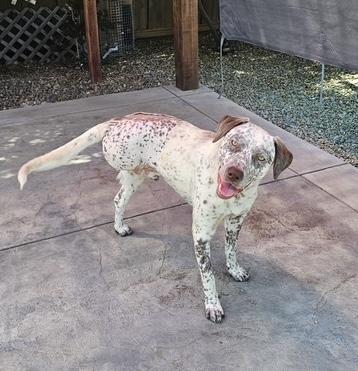 Jax, a Adoptable mixed breed in Turlock, CA image 2/4