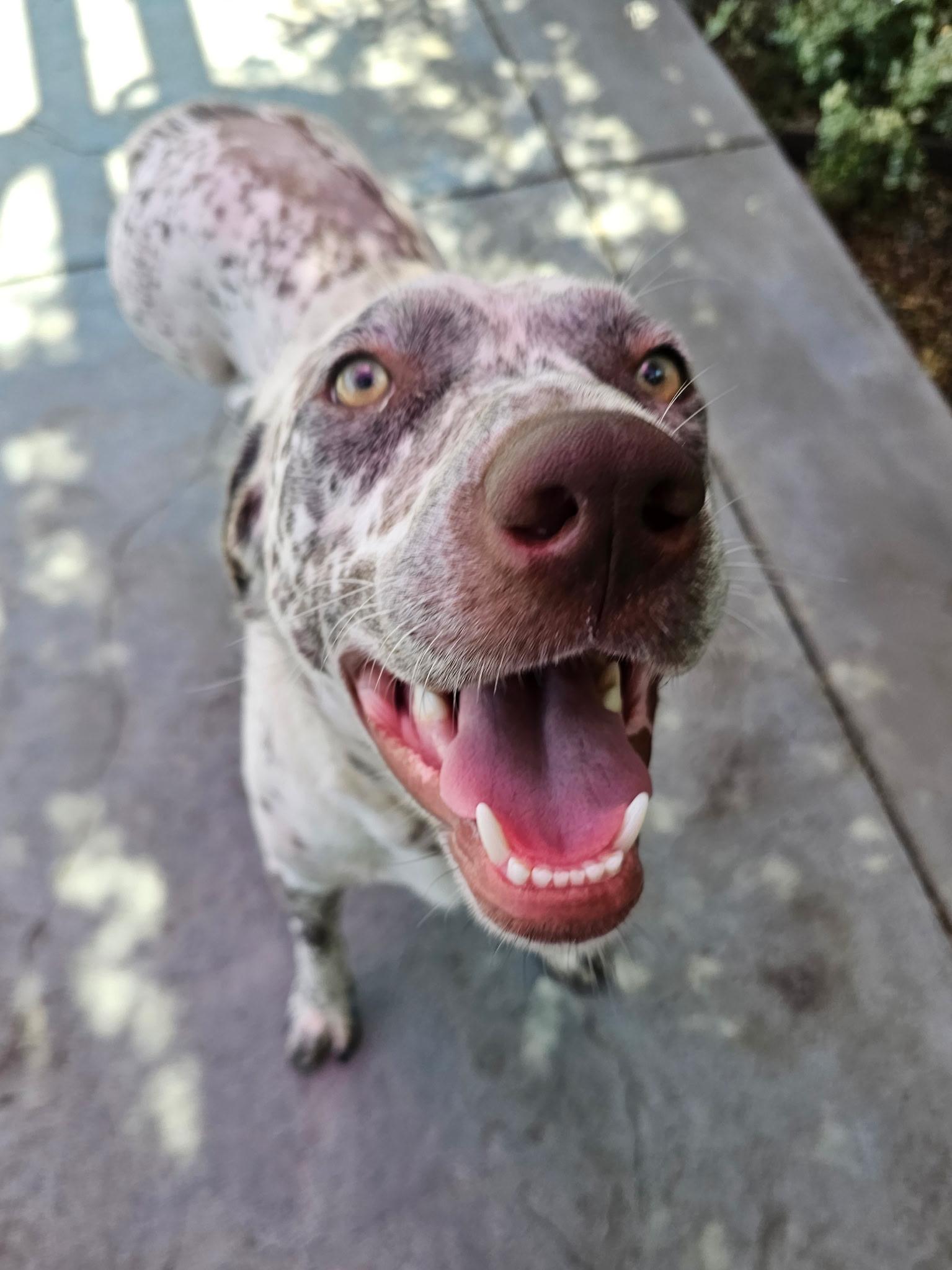 Jax, a Adoptable mixed breed in Turlock, CA image 3/4