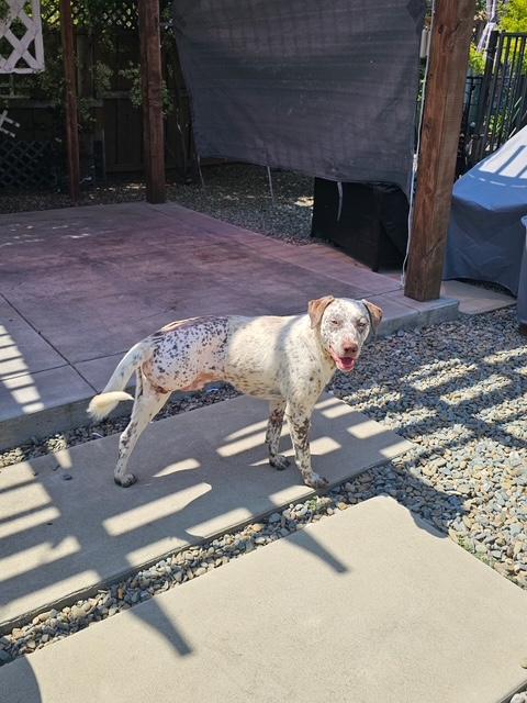 Jax, a Adoptable mixed breed in Turlock, CA image 4/4