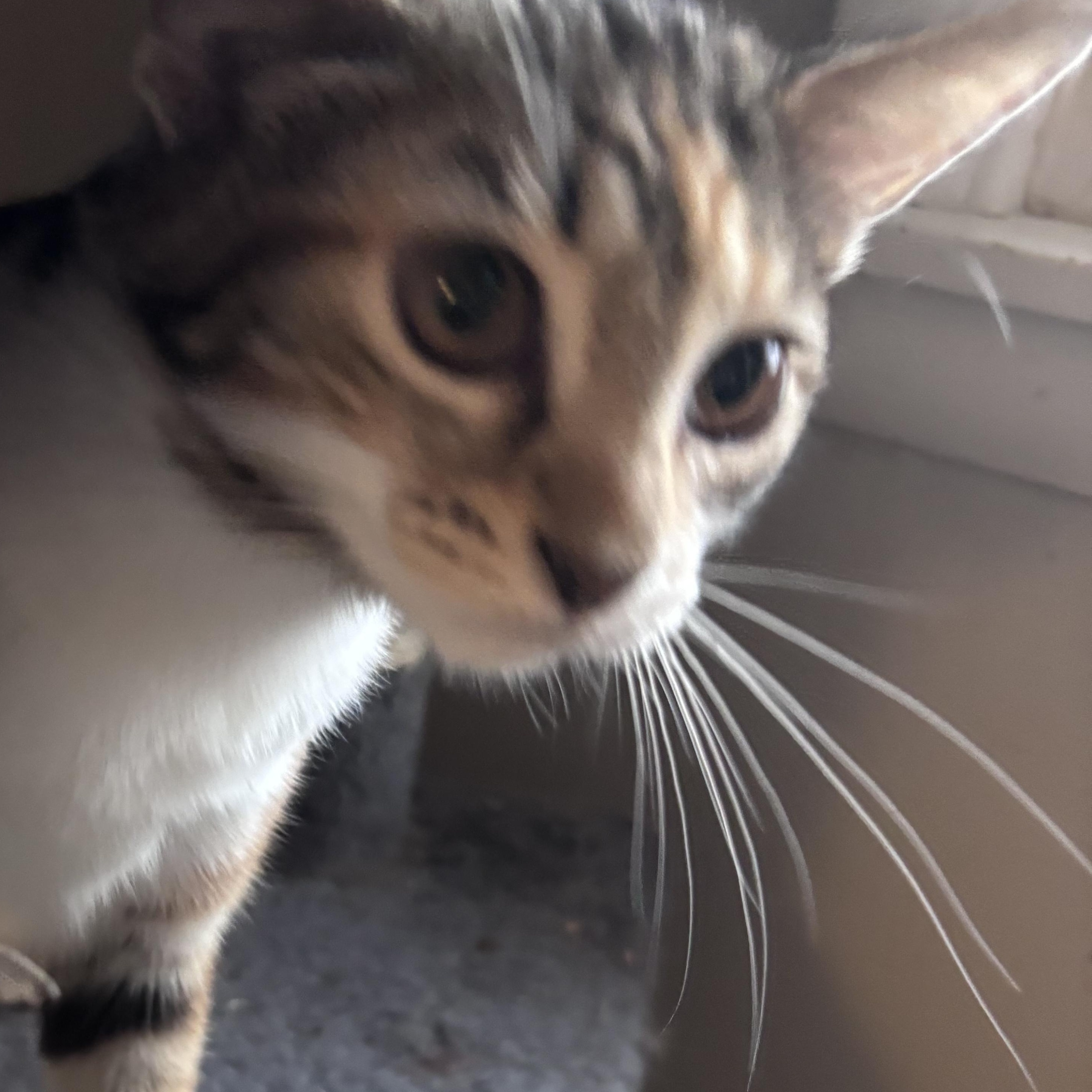 Enlarge Pop (AKA Poppi), a ADOPTABLE Domestic Short Hair in Kirklin, IN image 3/5