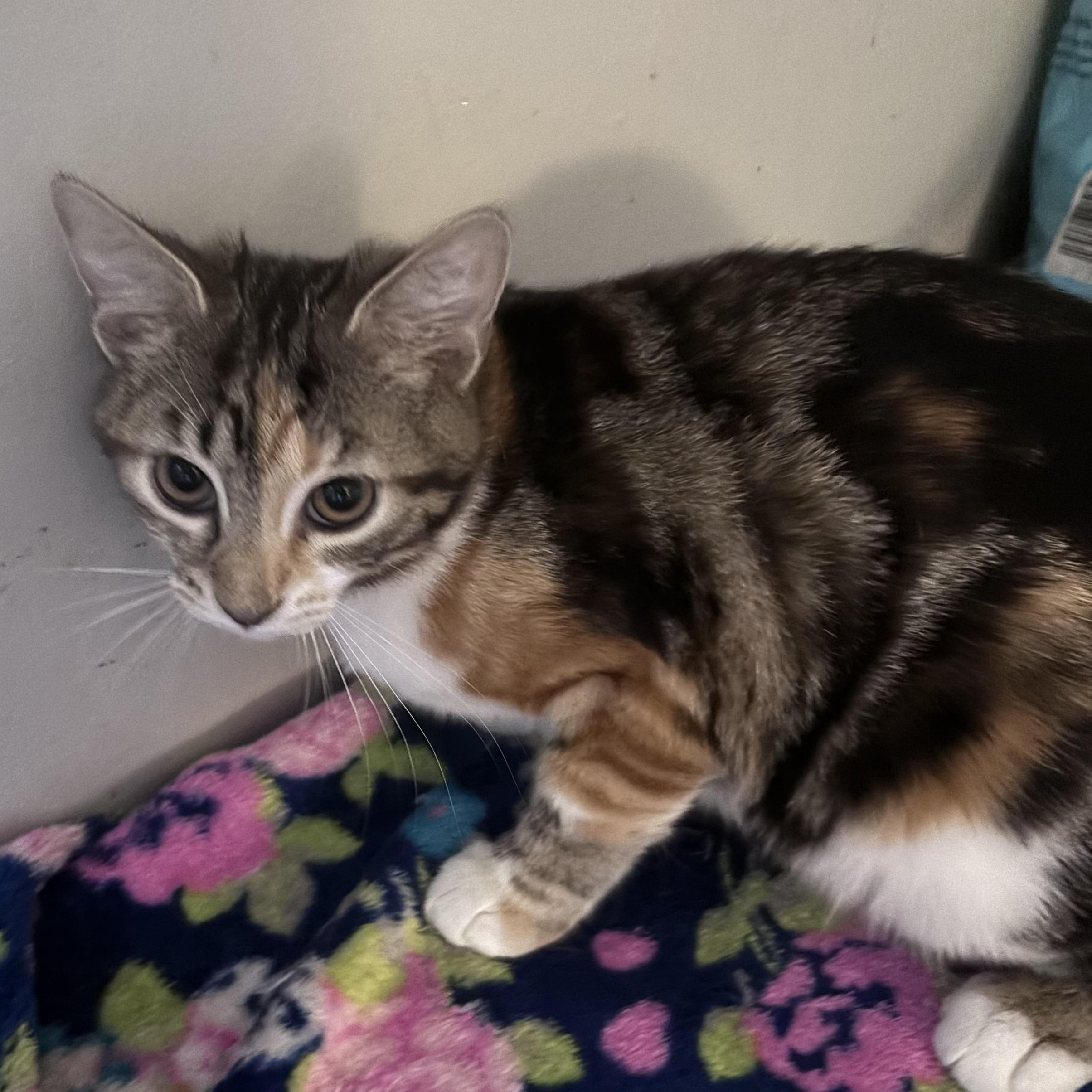 Enlarge Pop (AKA Poppi), a ADOPTABLE Domestic Short Hair in Kirklin, IN image 4/5