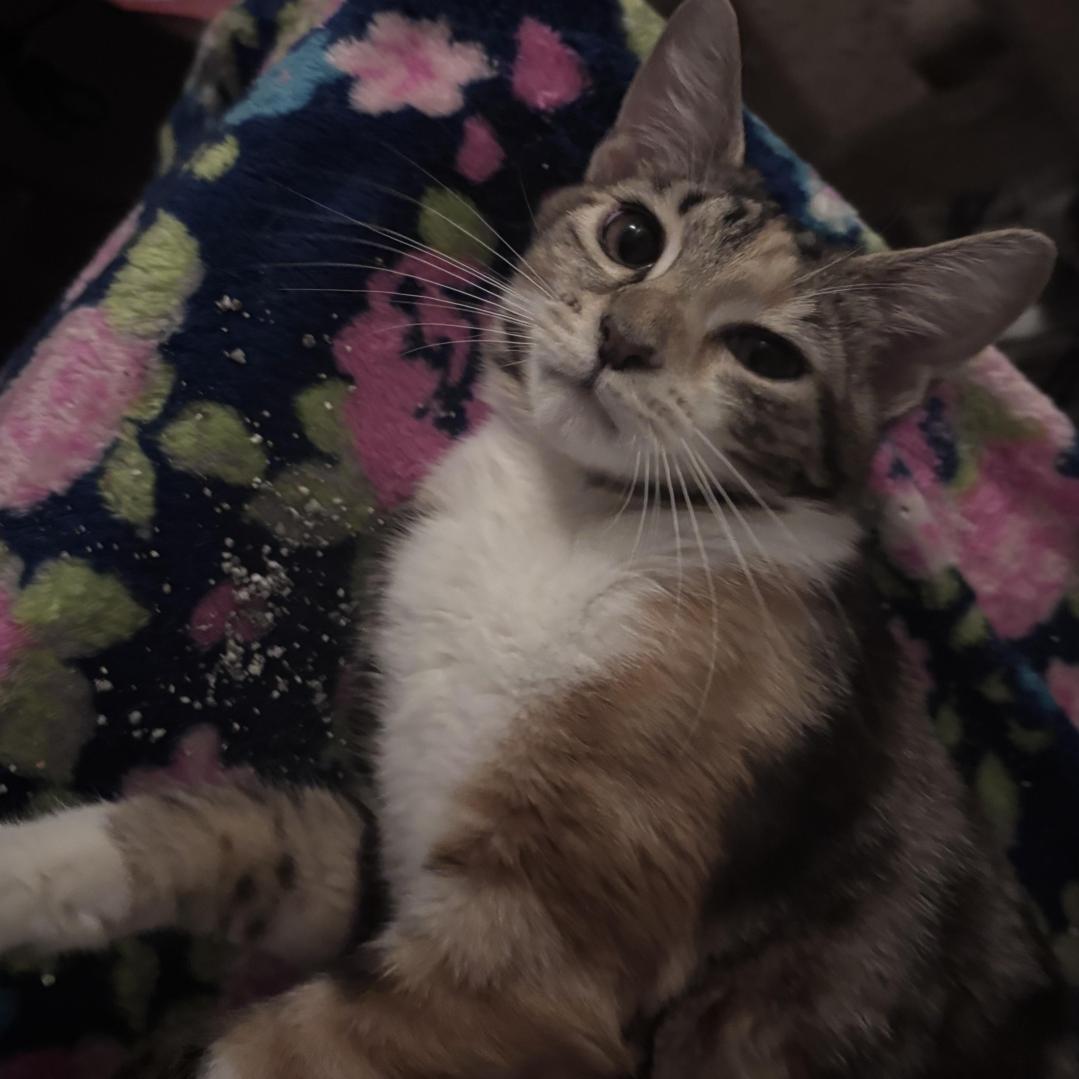 Enlarge Pop (AKA Poppi), a ADOPTABLE Domestic Short Hair in Kirklin, IN image 2/5