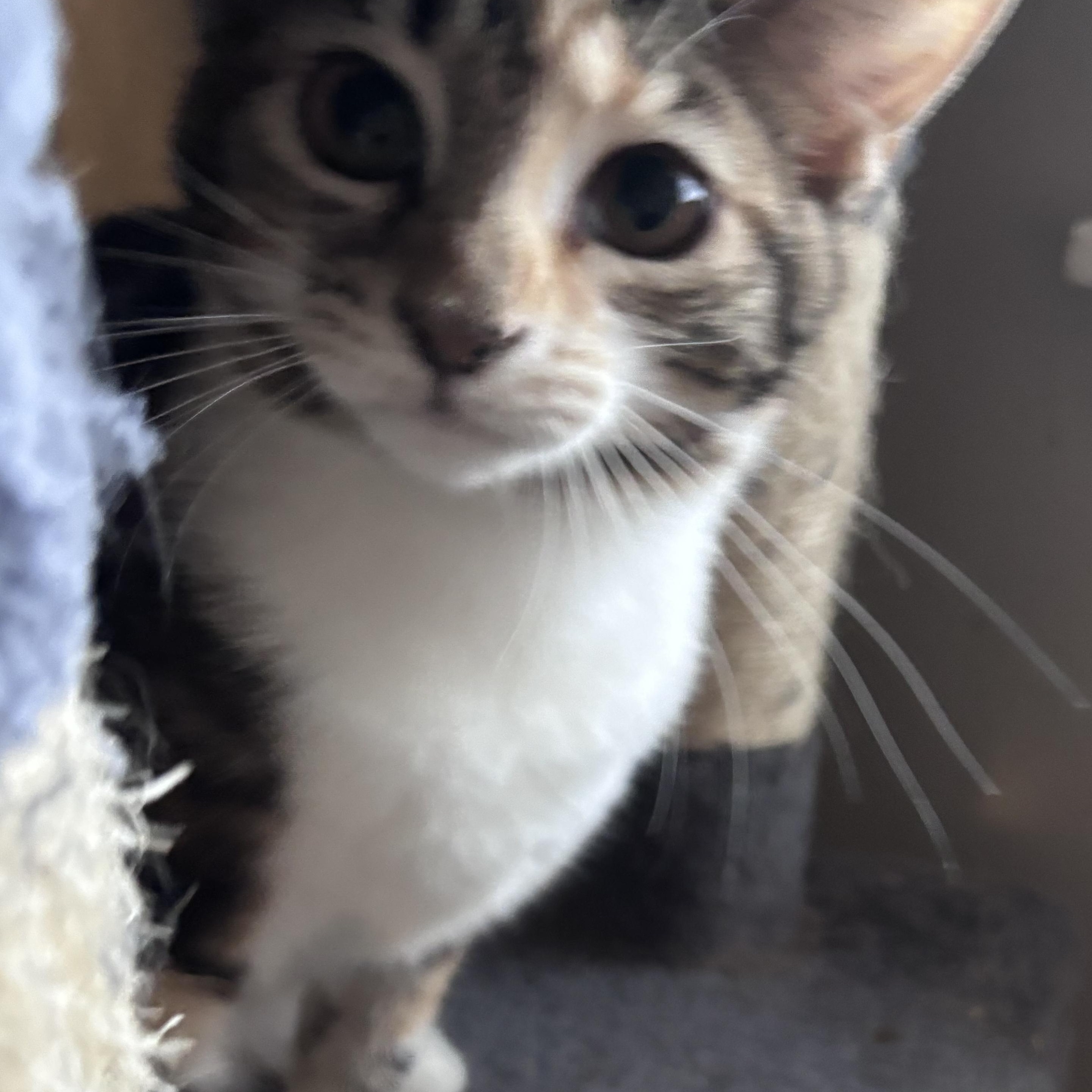 Enlarge Pop (AKA Poppi), a ADOPTABLE Domestic Short Hair in Kirklin, IN image 5/5