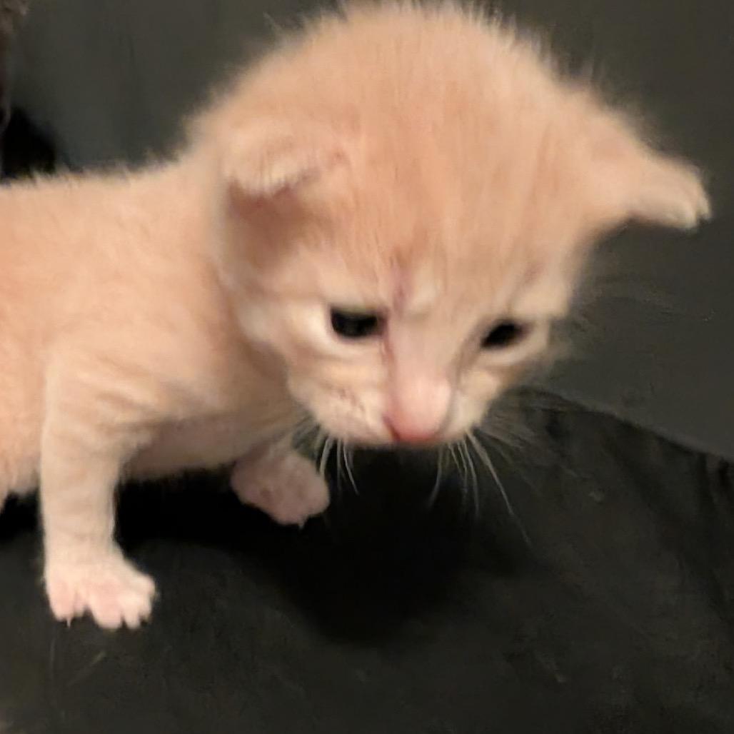 Oliver, Adoptable, Kitten Male Domestic Short Hair.