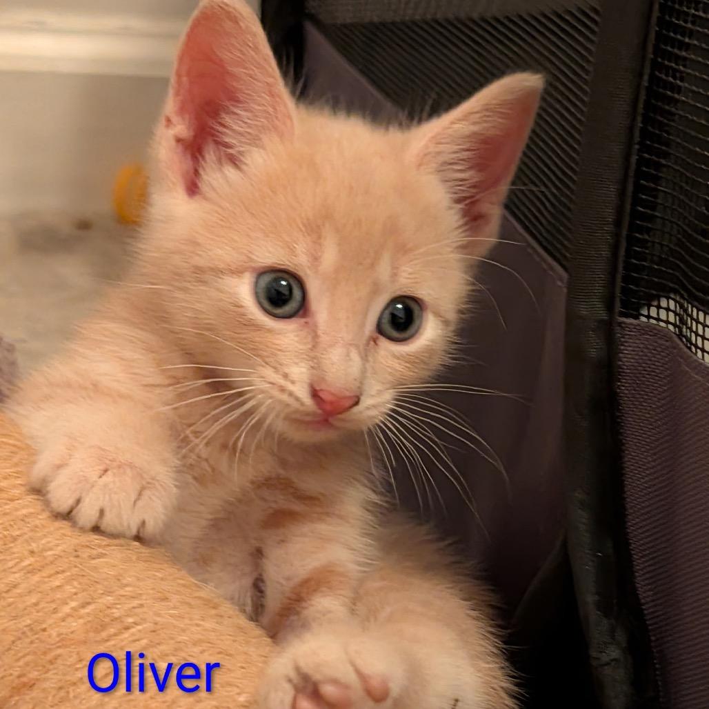 Oliver, a Adoptable Domestic Short Hair in North Port, FL image 2/2