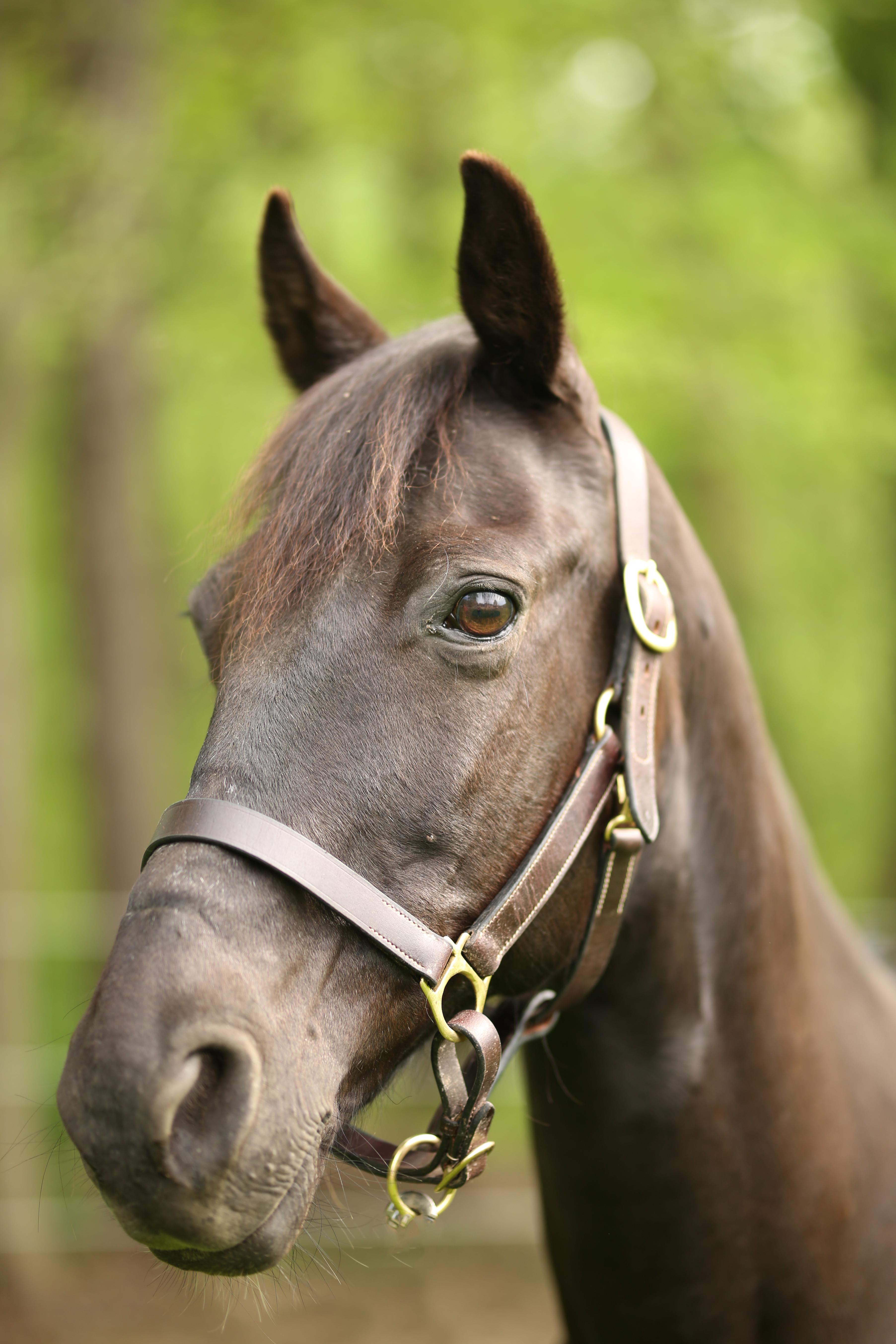 Tony, Adoptable, Adult Male Tennessee Walker.