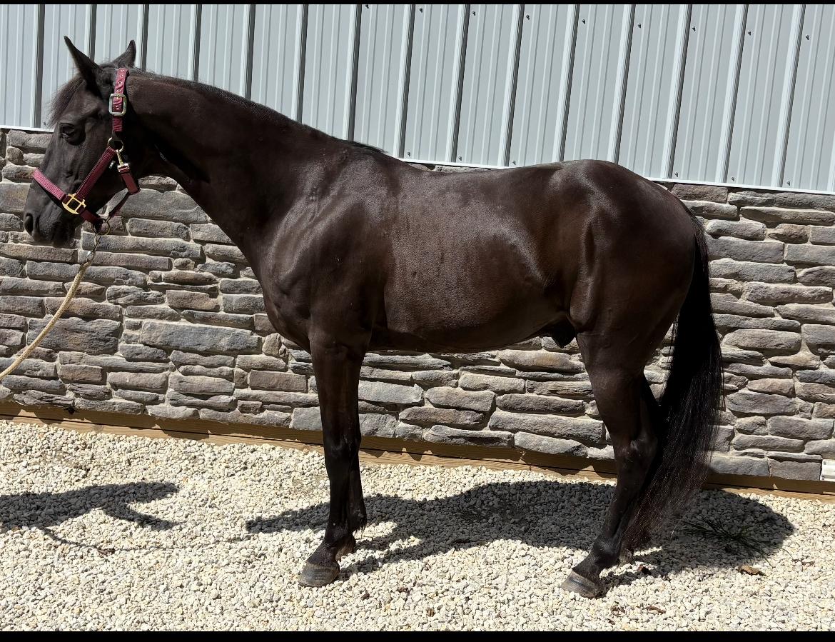 Tony, Adoptable, Adult Male Tennessee Walker.