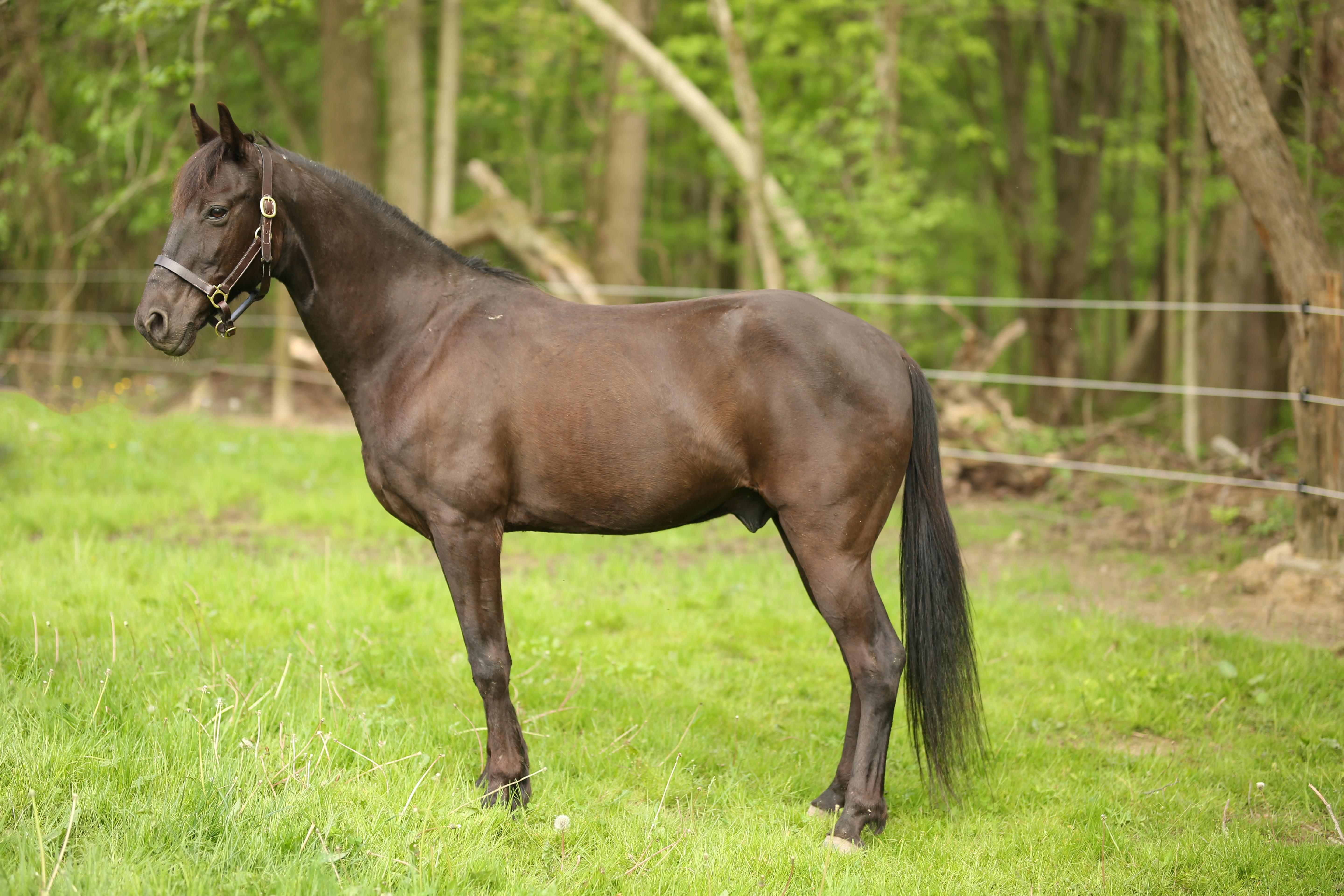 Tony, a Adoptable Tennessee Walker in Wadsworth, OH image 2/3