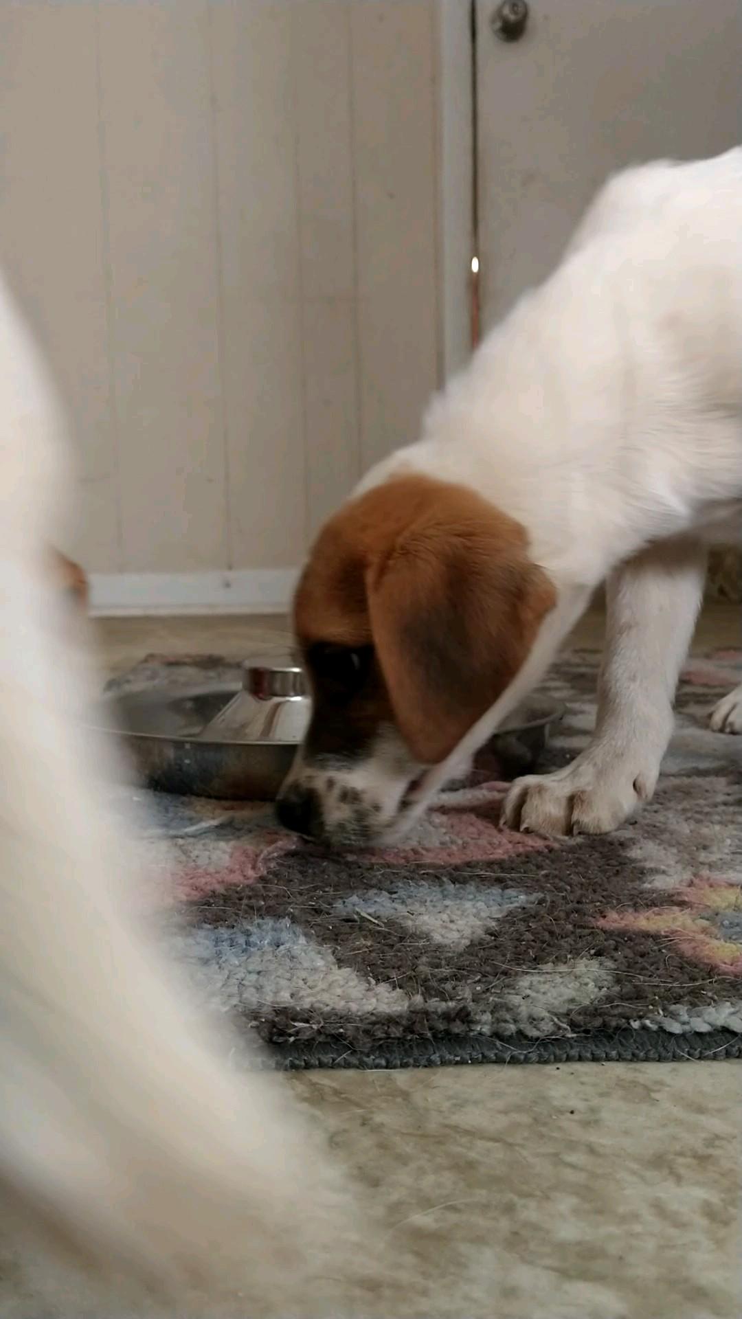 Enlarge Derry, a Adopted Beagle in Bradenton, FL image 1/4