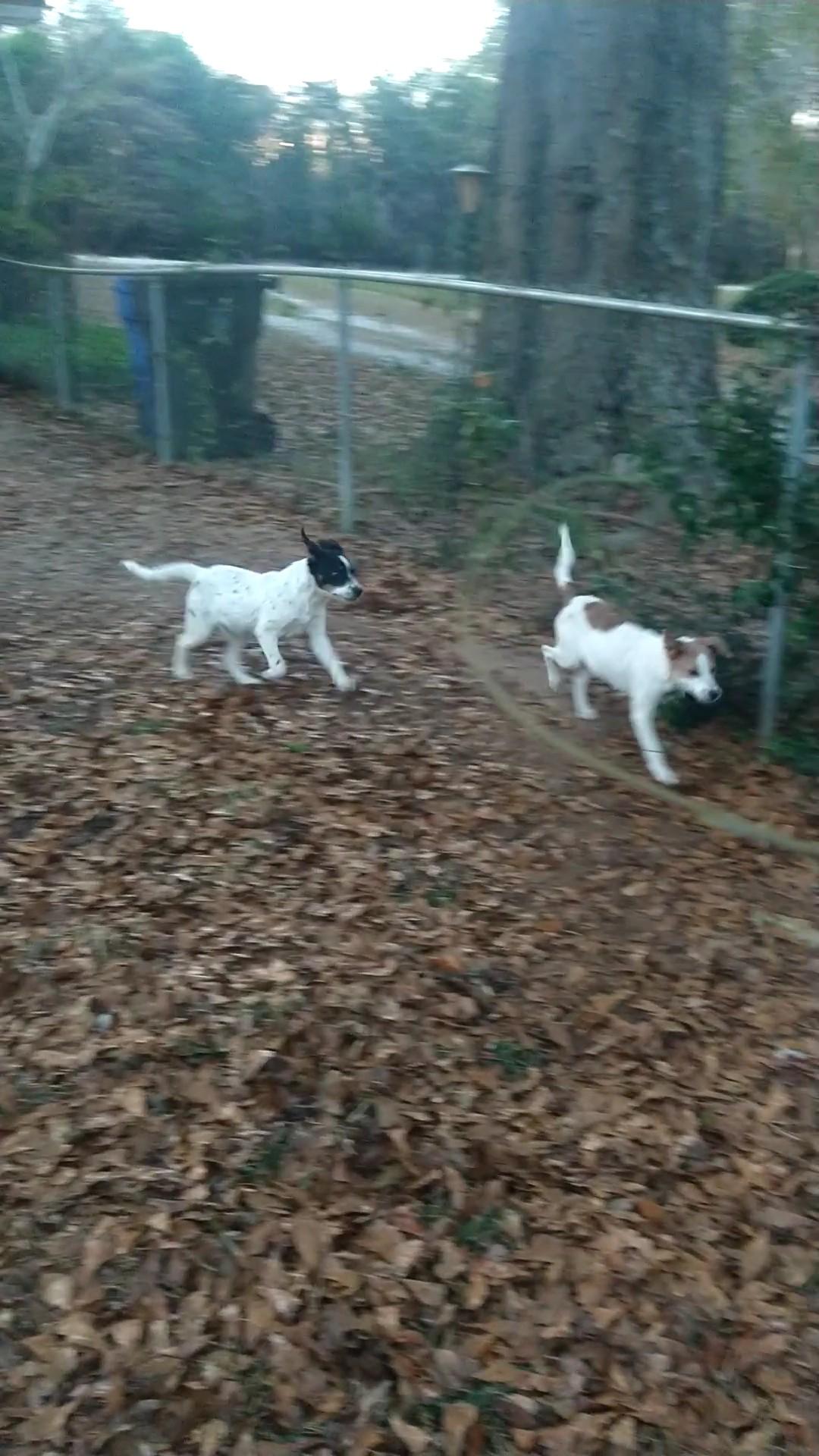 Enlarge Derry, a Adopted Beagle in Bradenton, FL image 2/4