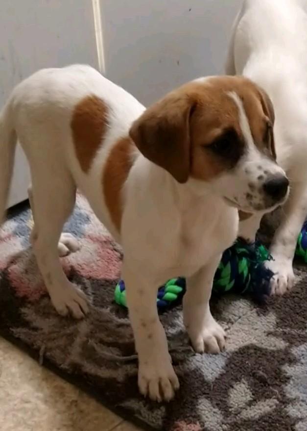 Enlarge Derry, a Adopted Beagle in Bradenton, FL image 3/4