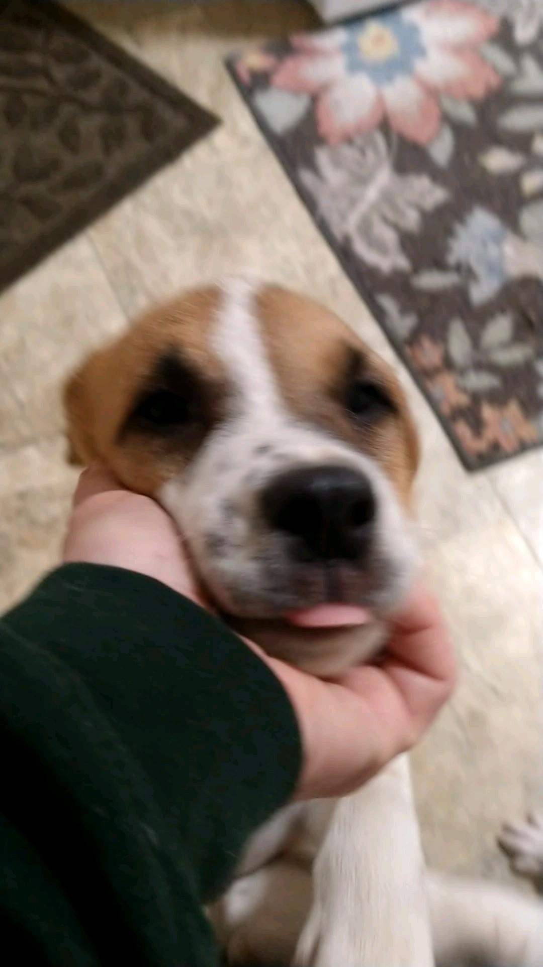 Enlarge Derry, a Adopted Beagle in Bradenton, FL image 4/4