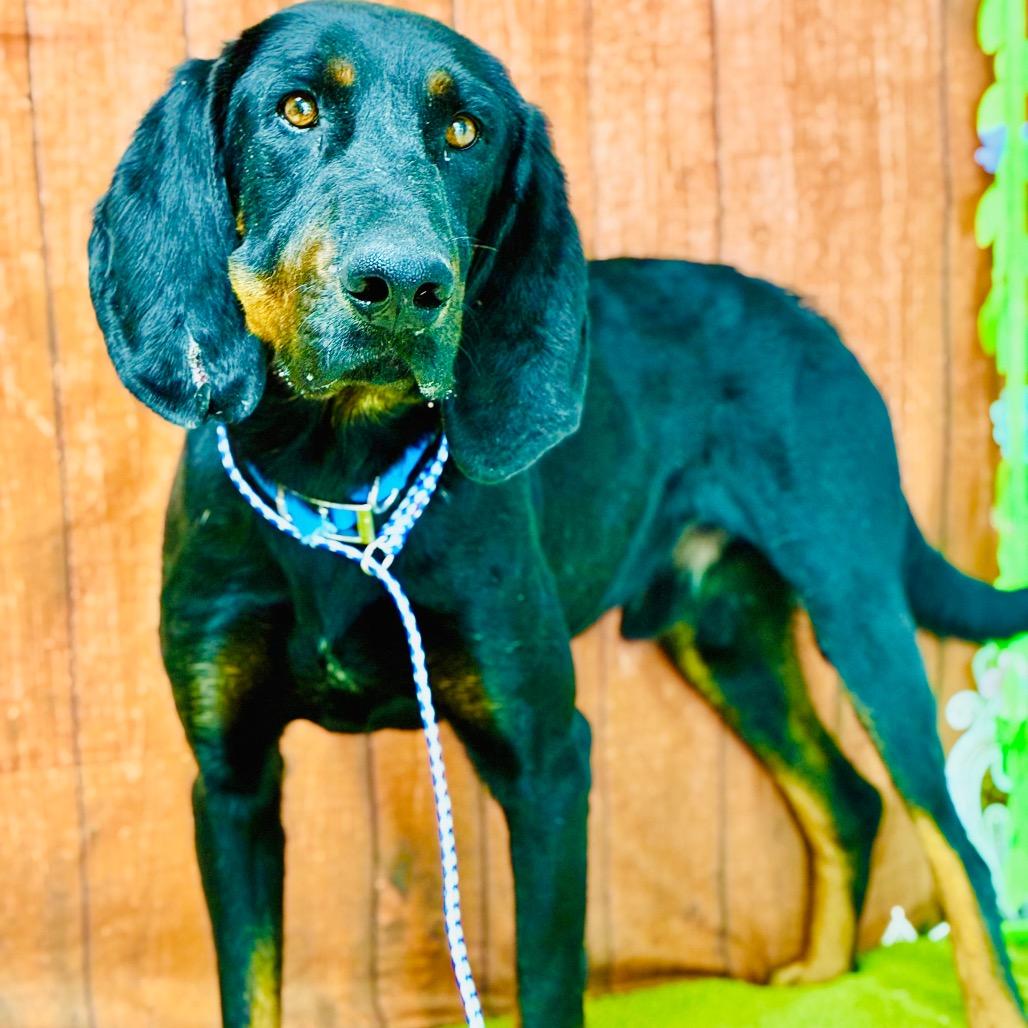 Boudreaux, Adoptable, Young Male Coonhound.