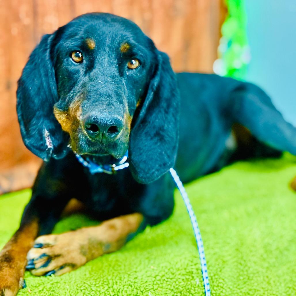 Boudreaux, a Adoptable Coonhound in Lebanon, MO image 2/5