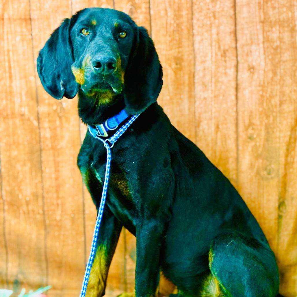 Boudreaux, a Adoptable Coonhound in Lebanon, MO image 3/5