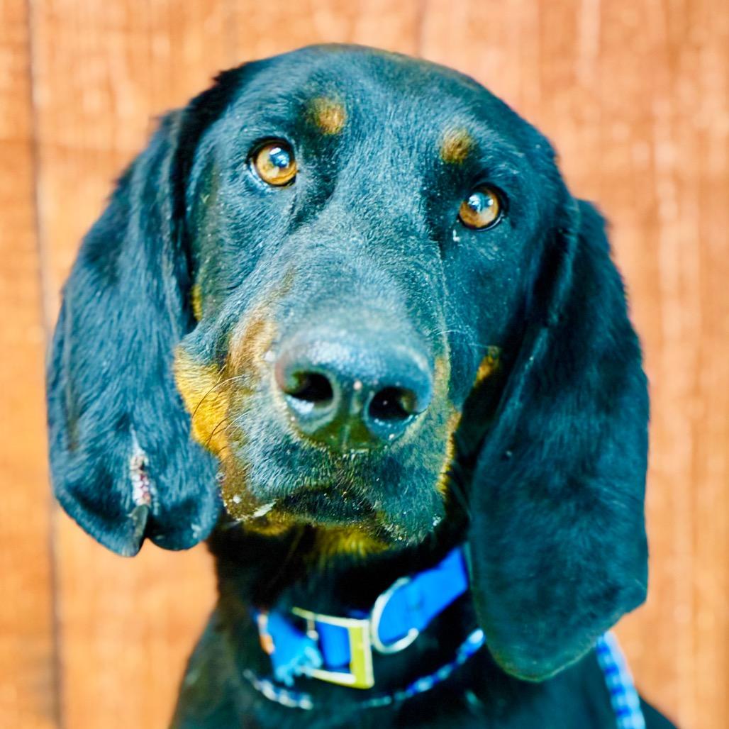 Boudreaux, a Adoptable Coonhound in Lebanon, MO image 4/5