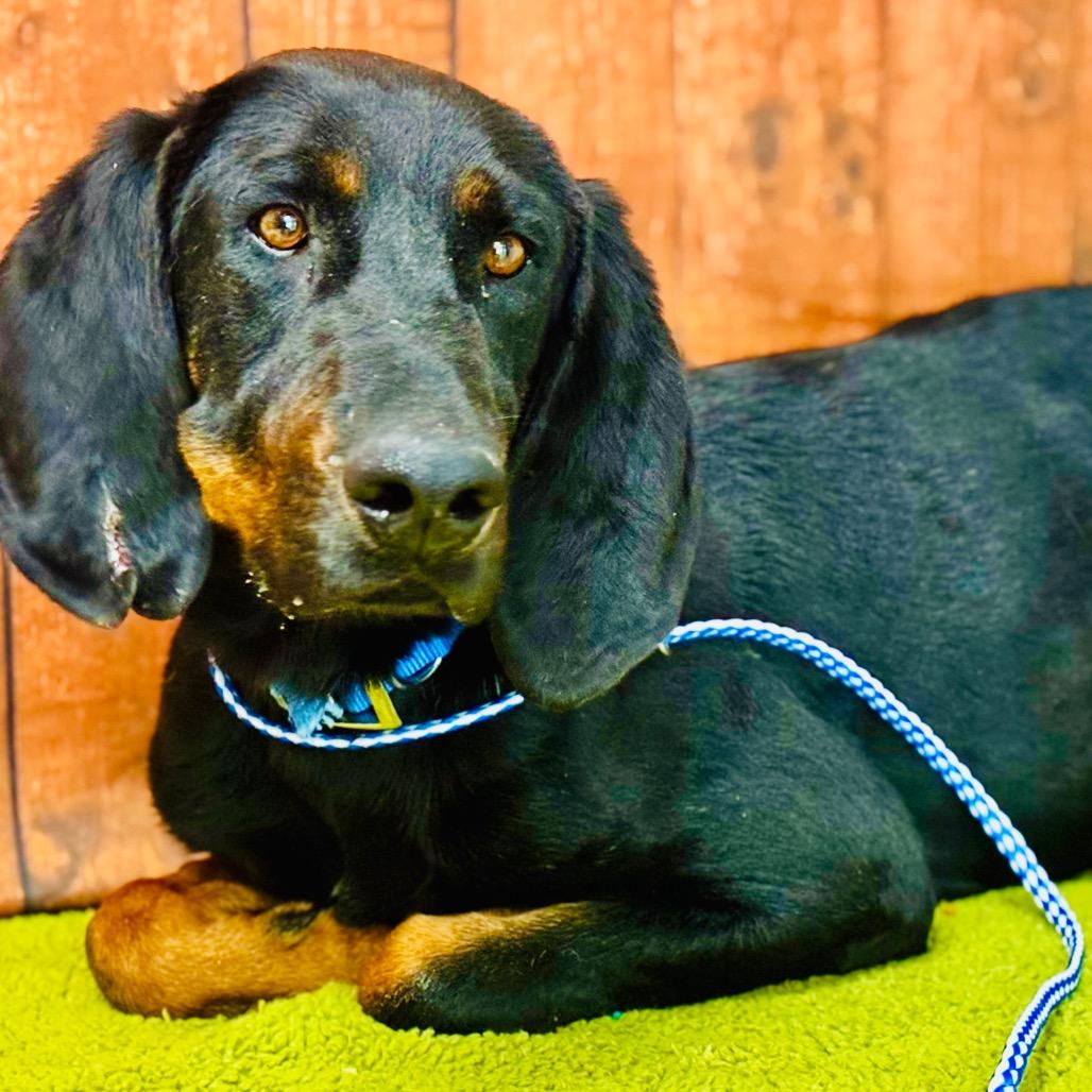 Boudreaux, a Adoptable Coonhound in Lebanon, MO image 5/5
