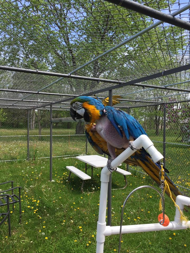 Charlie, Adoptable, Young Male Macaw.