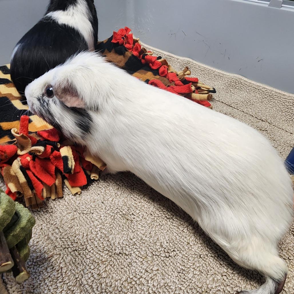Miller, Adoptable, Adult Male Guinea Pig.