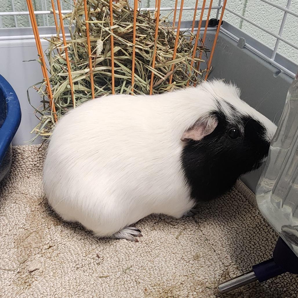 Enlarge Miller, a Adoptable Guinea Pig in West Olive, MI image 2/3