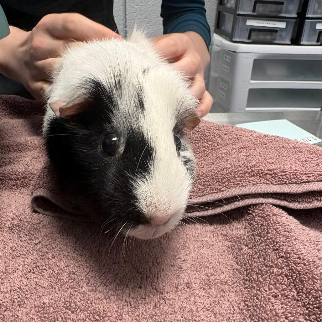 Enlarge Miller, a Adoptable Guinea Pig in West Olive, MI image 3/3