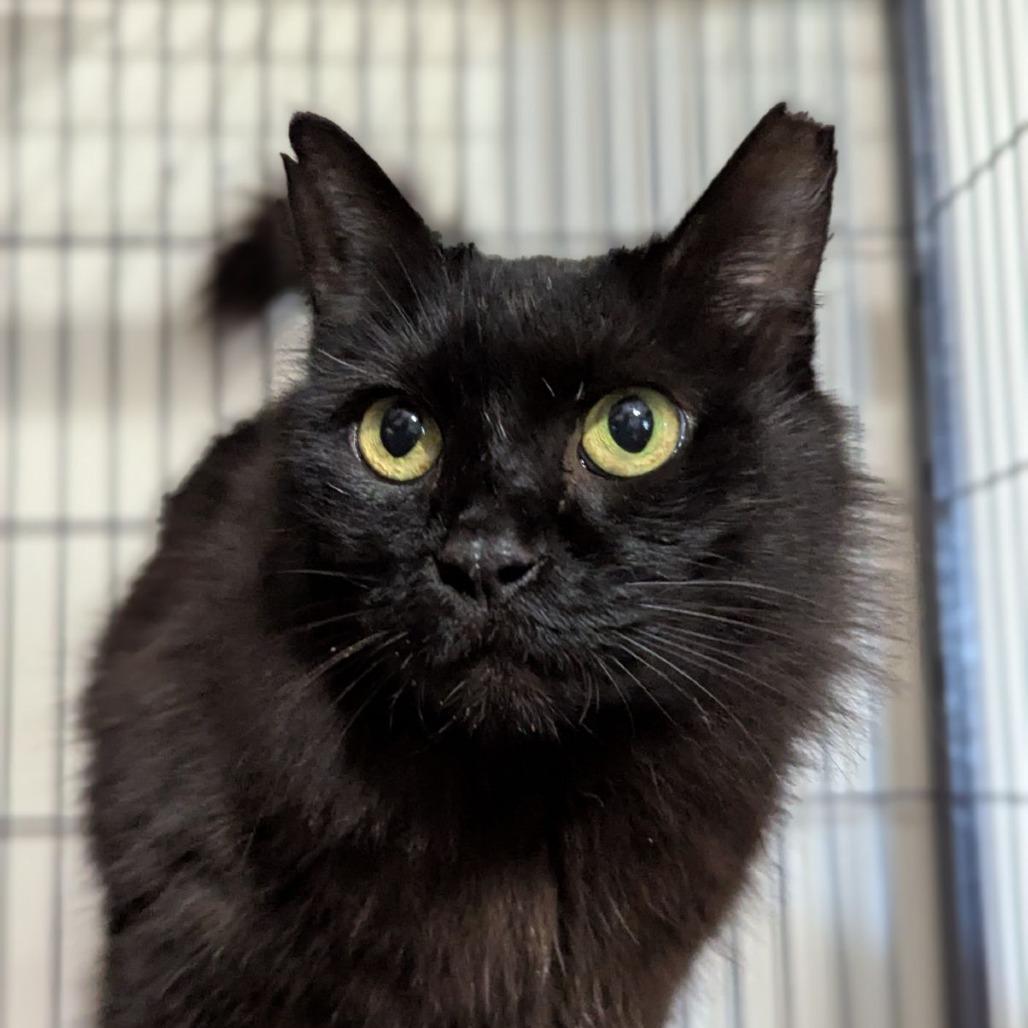 Enlarge Penny, a ADOPTABLE mixed breed in Ocala, FL image 1/3